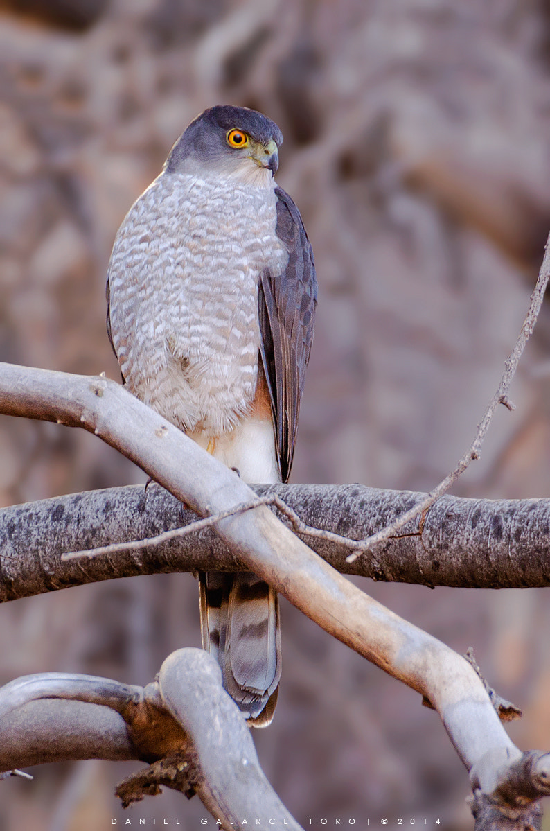 Nikon D5100 + Sigma 50-500mm F4.5-6.3 DG OS HSM sample photo. Peuquito - accipiter chilensis photography