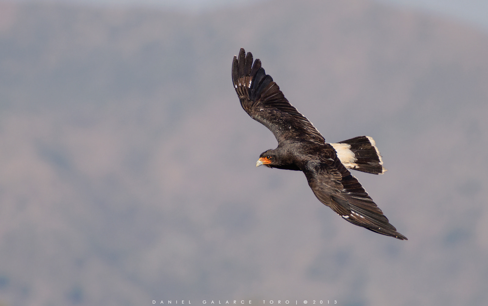 Sigma 50-500mm F4.5-6.3 DG OS HSM sample photo. Carancho cordillerano - phalcoboenus megalopterus photography