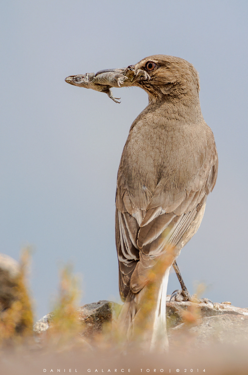 Nikon D5100 + Sigma 50-500mm F4.5-6.3 DG OS HSM sample photo. Mero gaucho - agriornis montana leucura photography