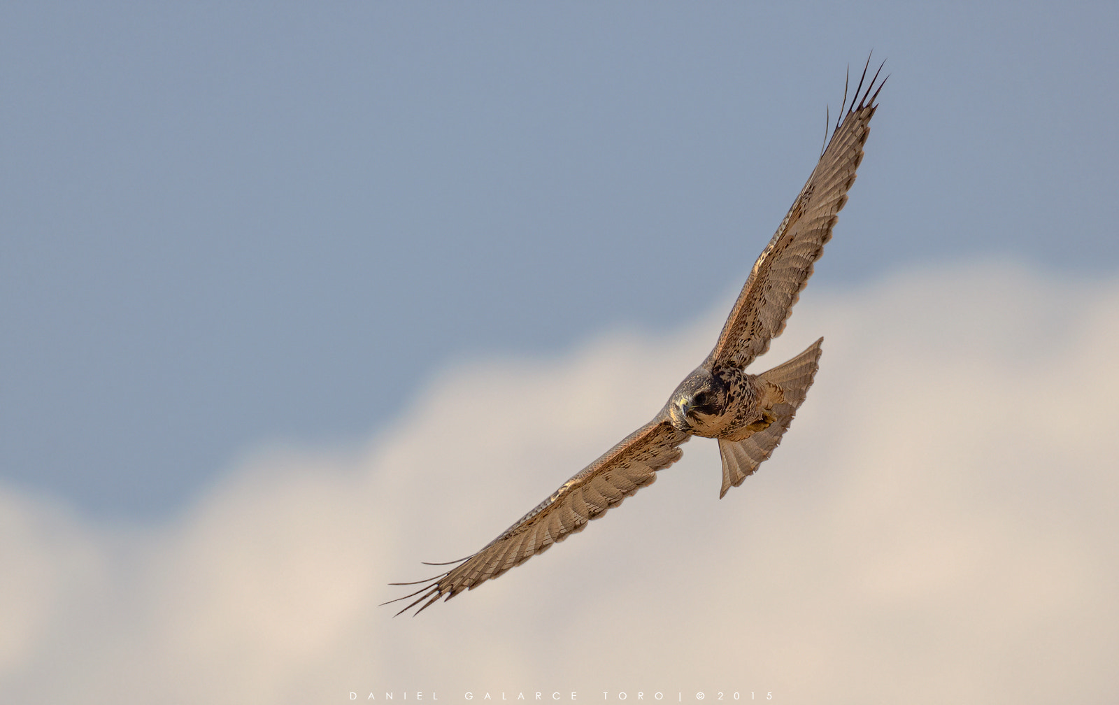 Sigma 50-500mm F4.5-6.3 DG OS HSM sample photo. Aguilucho - geranoaetus polyosoma photography