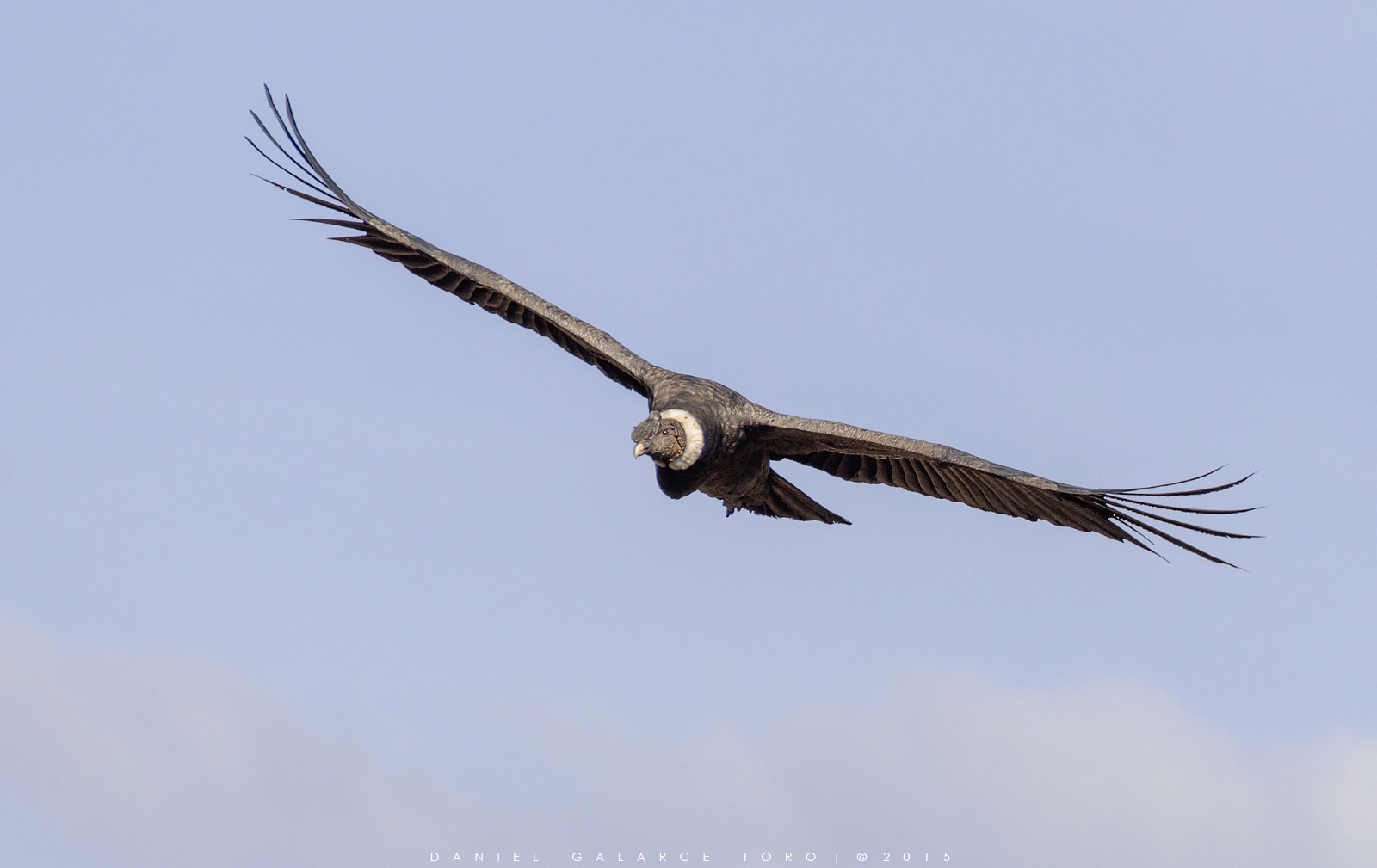 Sigma 50-500mm F4.5-6.3 DG OS HSM sample photo. Condor - vultur gryphus photography
