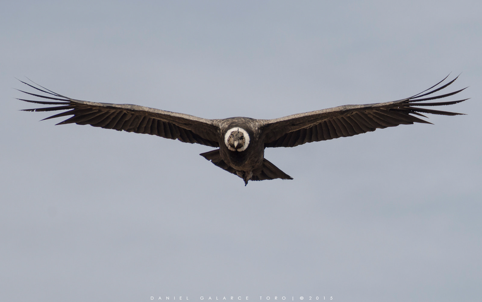 Sigma 50-500mm F4.5-6.3 DG OS HSM sample photo. Condor - vultur gryphus photography