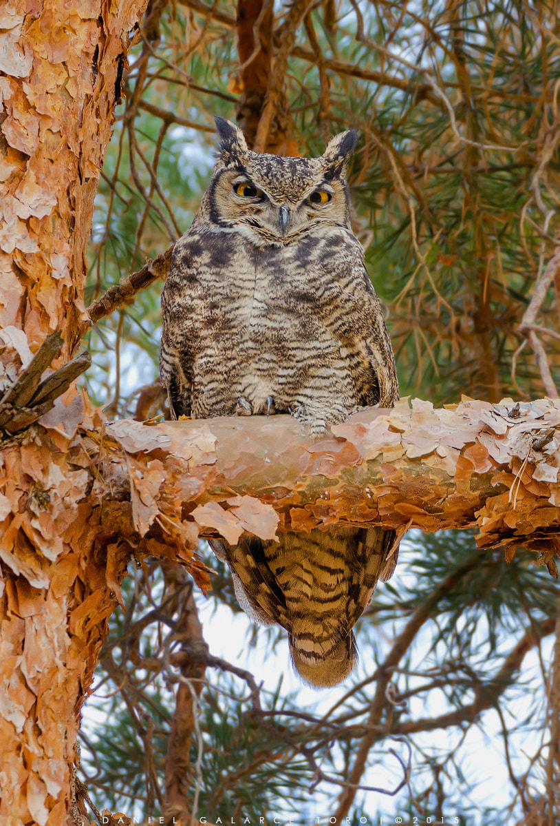 Nikon D5100 + Sigma 50-500mm F4.5-6.3 DG OS HSM sample photo. Tucuquere - bubo magellanicus photography