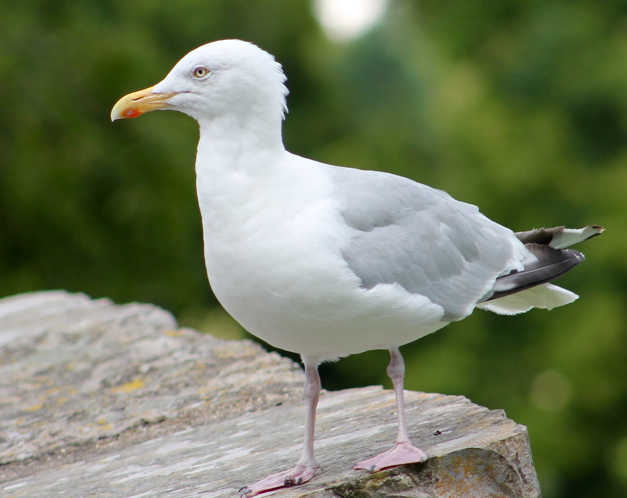 Canon EF75-300mm f/4-5.6 sample photo. Posing seagull steadying his feet off meni straits anglesey photography