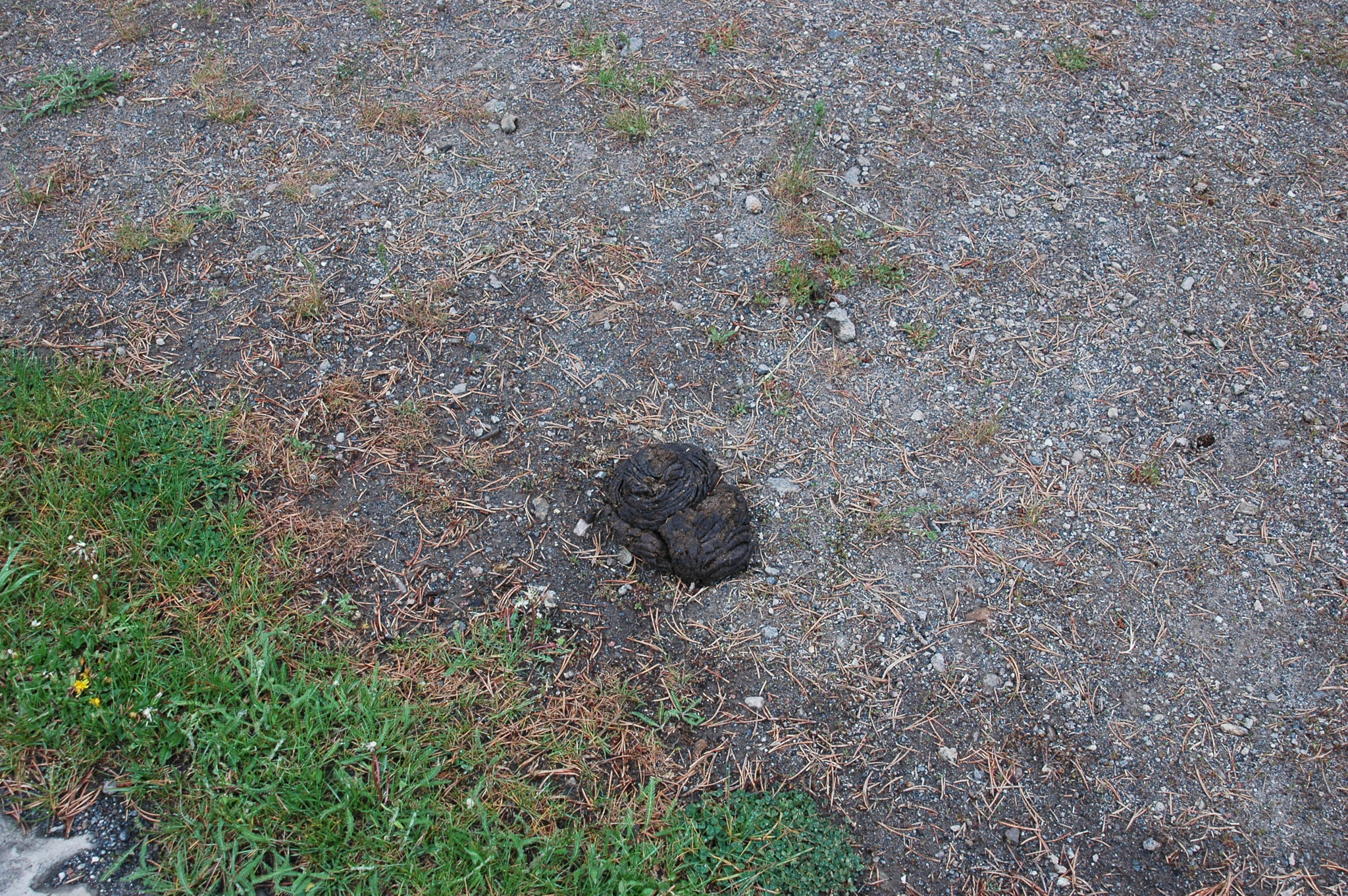 AF Zoom-Nikkor 24-120mm f/3.5-5.6D IF sample photo. Animal excretion photography