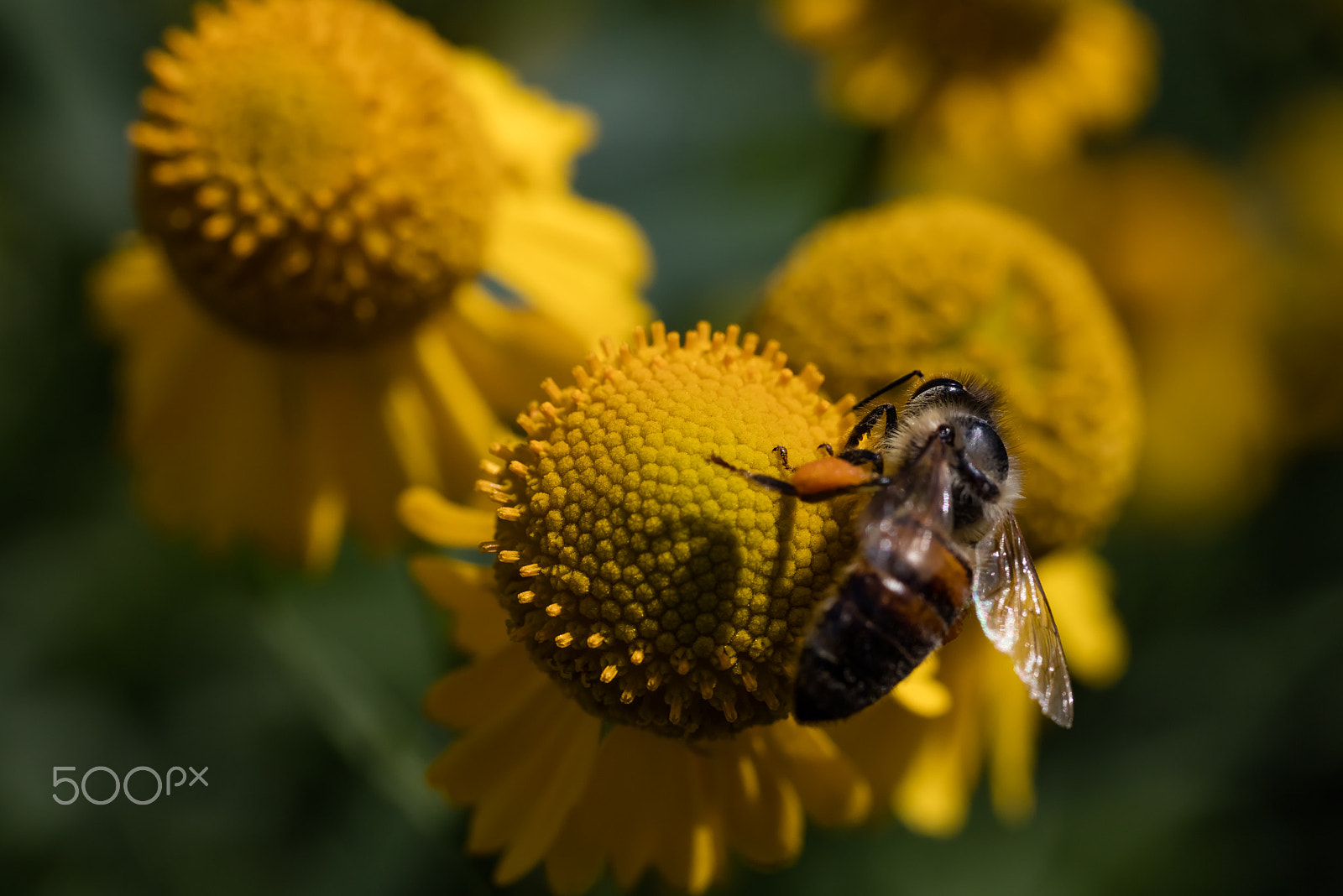 Sigma 50mm f/1.4 EX DG HSM + 1.4x sample photo. Biene photography