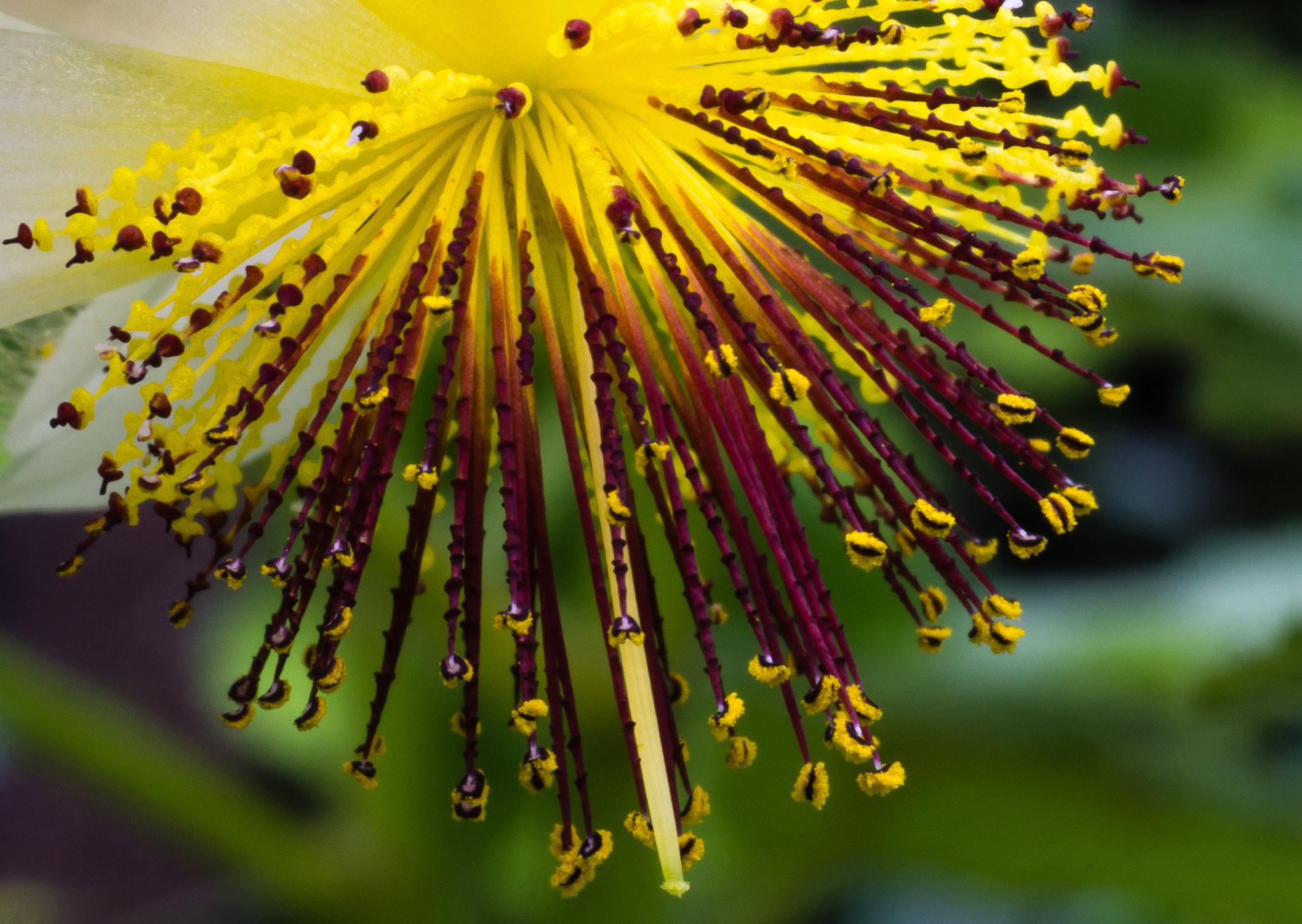 Sony SLT-A77 + Sigma 70mm F2.8 EX DG Macro sample photo. Zimmerlinde photography