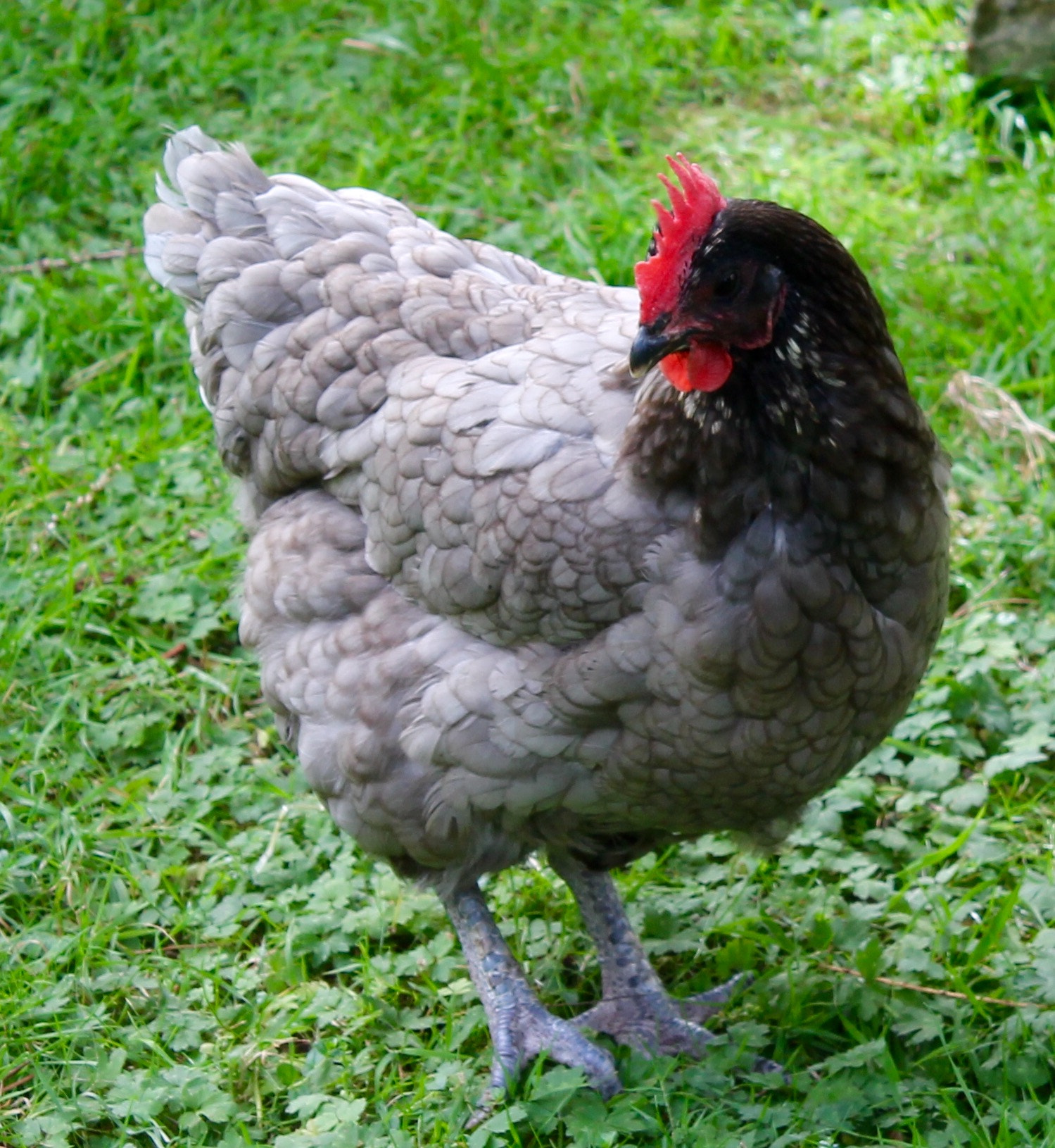 Canon EF-S 18-55mm F3.5-5.6 III sample photo. Meet kentucky the chicken mooching around in snowdonia photography