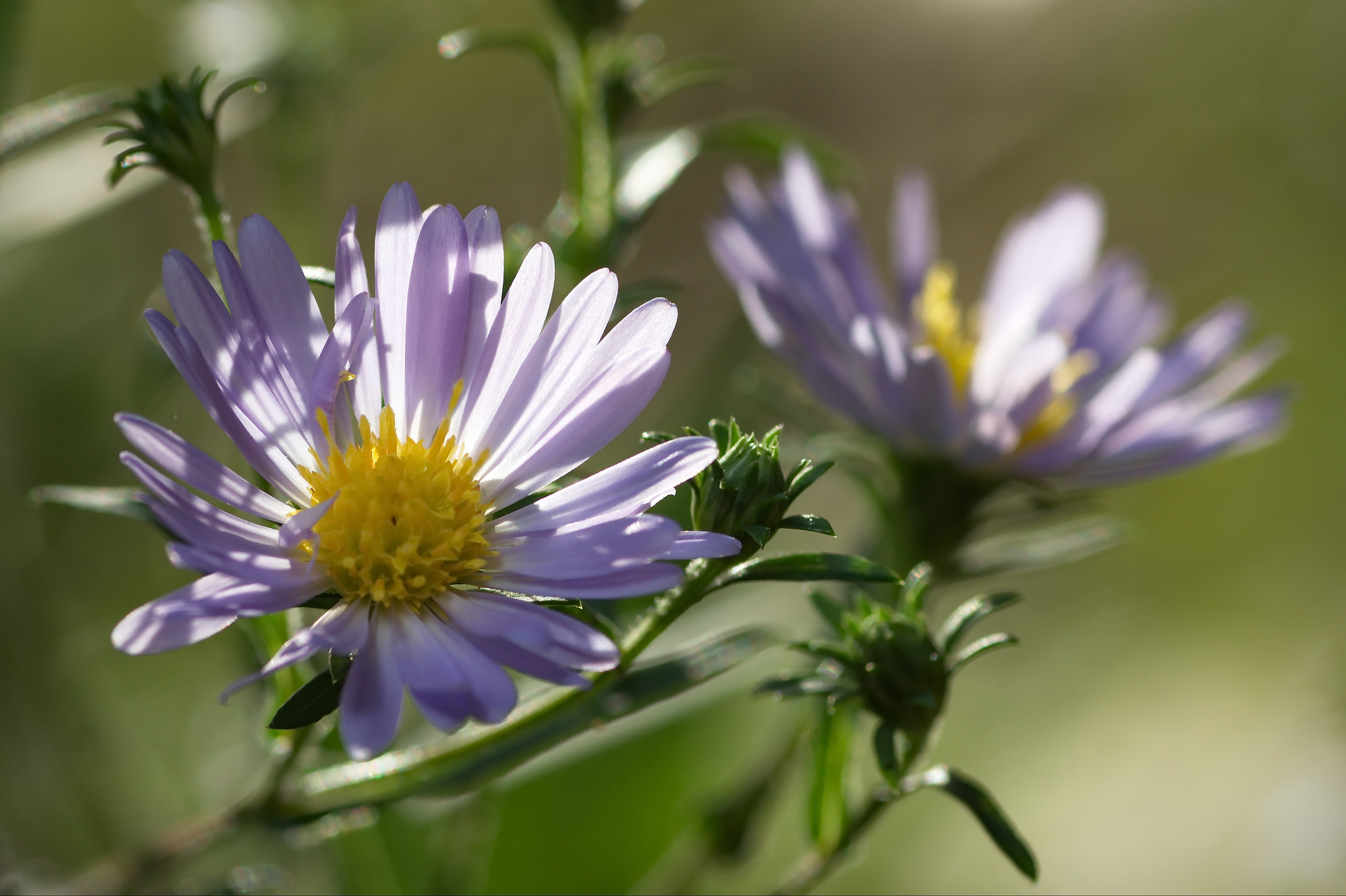 Canon EOS 600D (Rebel EOS T3i / EOS Kiss X5) + Tamron SP AF 90mm F2.8 Di Macro sample photo. Просто цветы photography