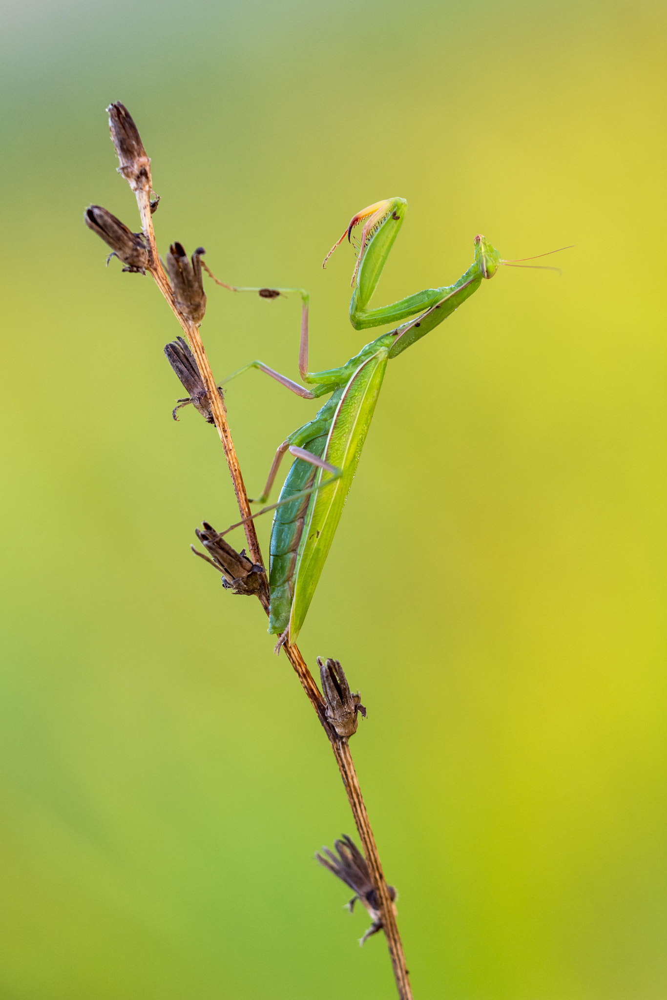 Sigma 150mm F2.8 EX DG Macro HSM sample photo. Mantis religiosa photography
