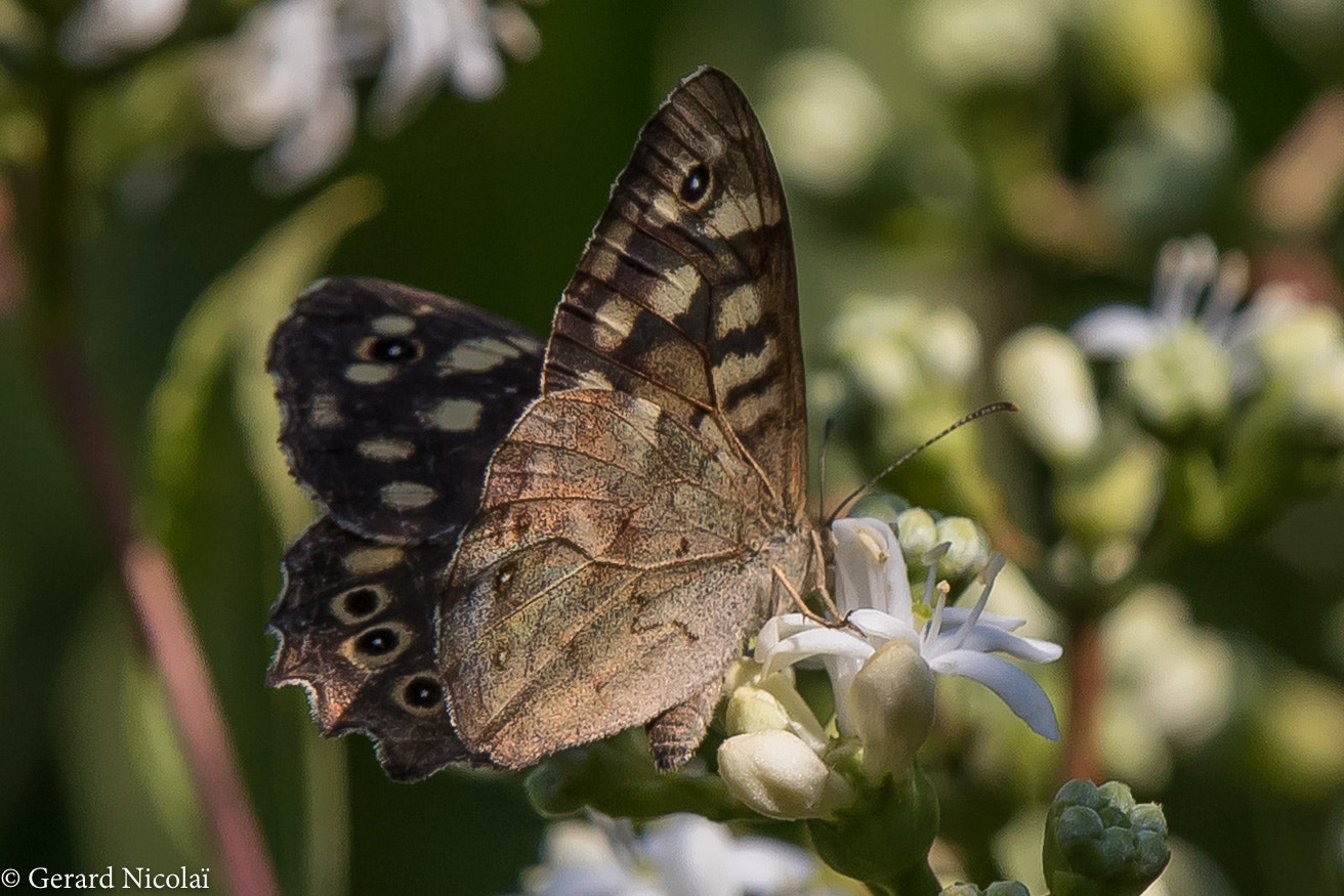 Canon EF 300mm F2.8L IS USM sample photo. Speckled wood butterfly photography