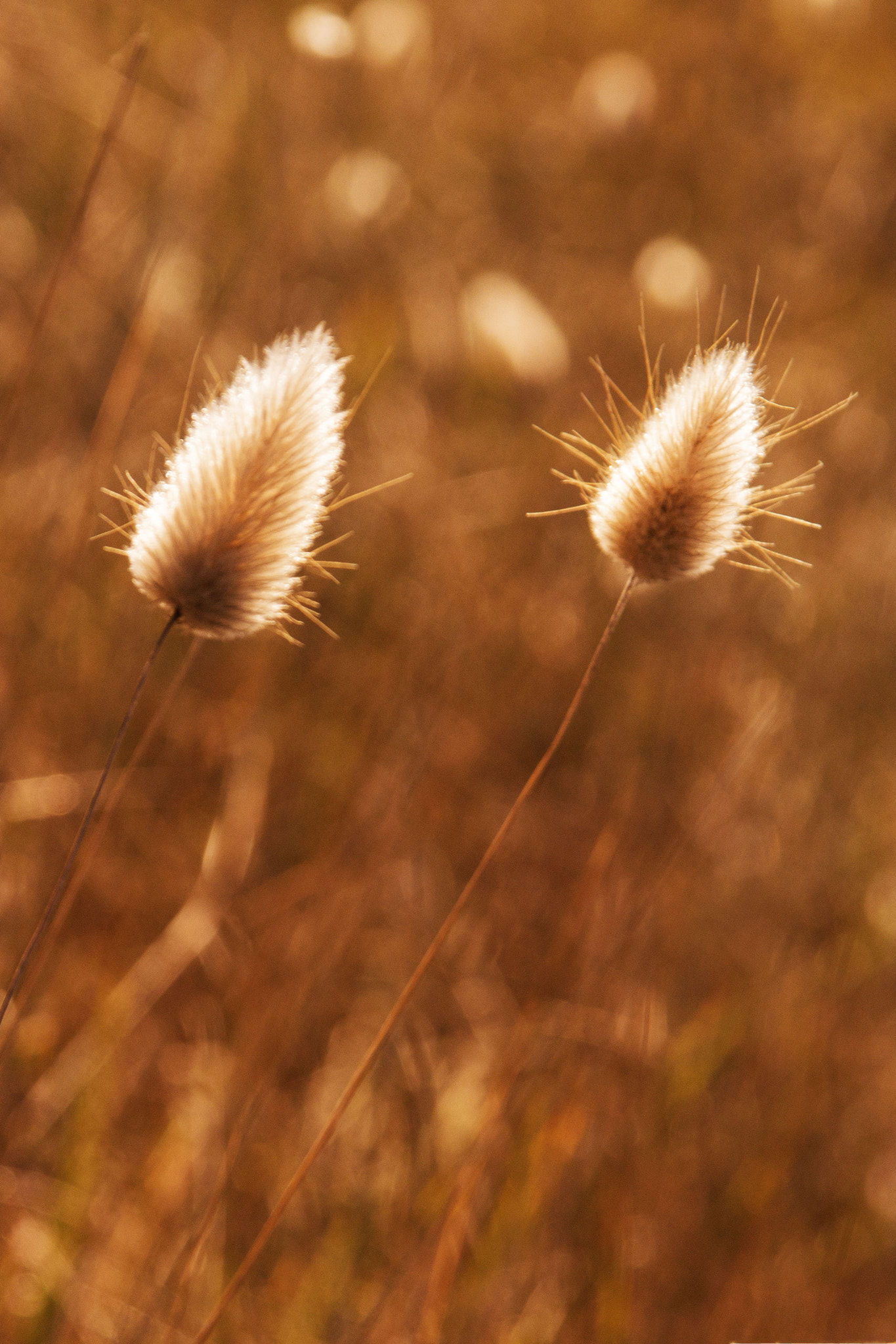 Sigma 17-70mm F2.8-4 DC Macro OS HSM sample photo. Img photography