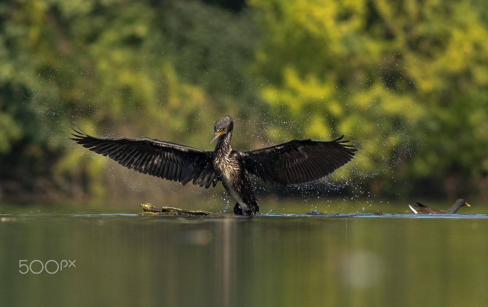 Canon EOS 760D (EOS Rebel T6s / EOS 8000D) + Canon EF 400mm F5.6L USM sample photo. Kormorán photography