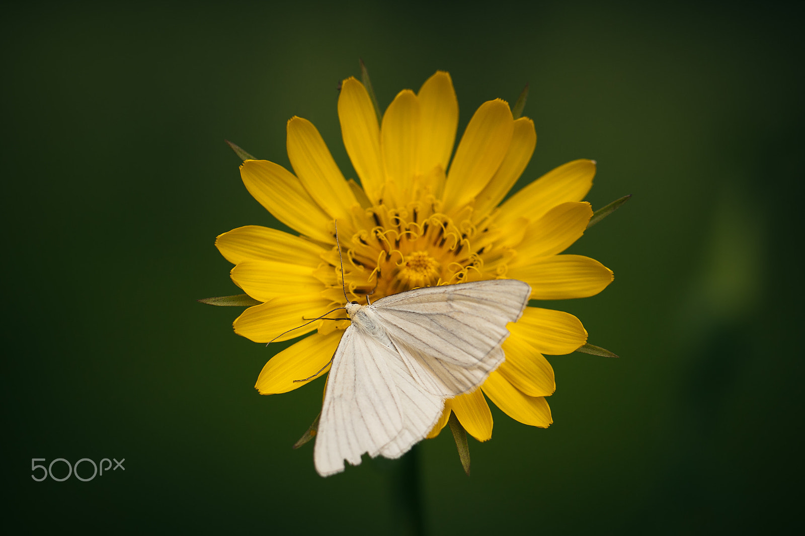 Canon EOS 40D sample photo. White butterfly photography