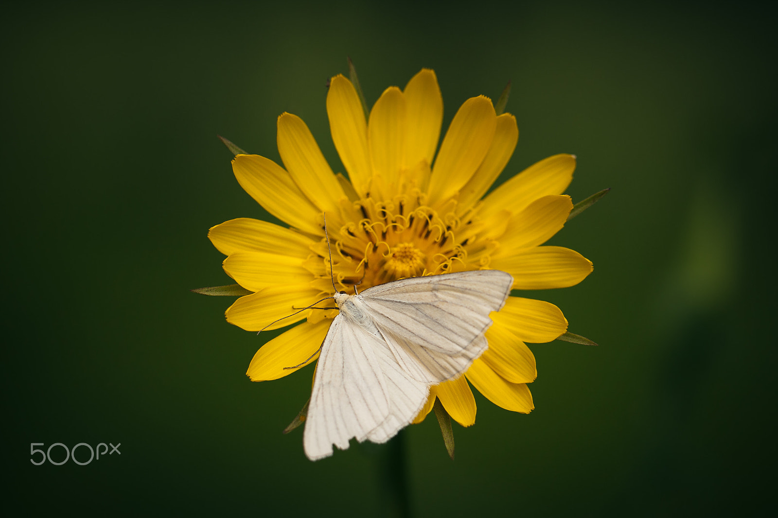 Canon EOS 40D + Canon EF 100mm F2.8L Macro IS USM sample photo. White butterfly photography