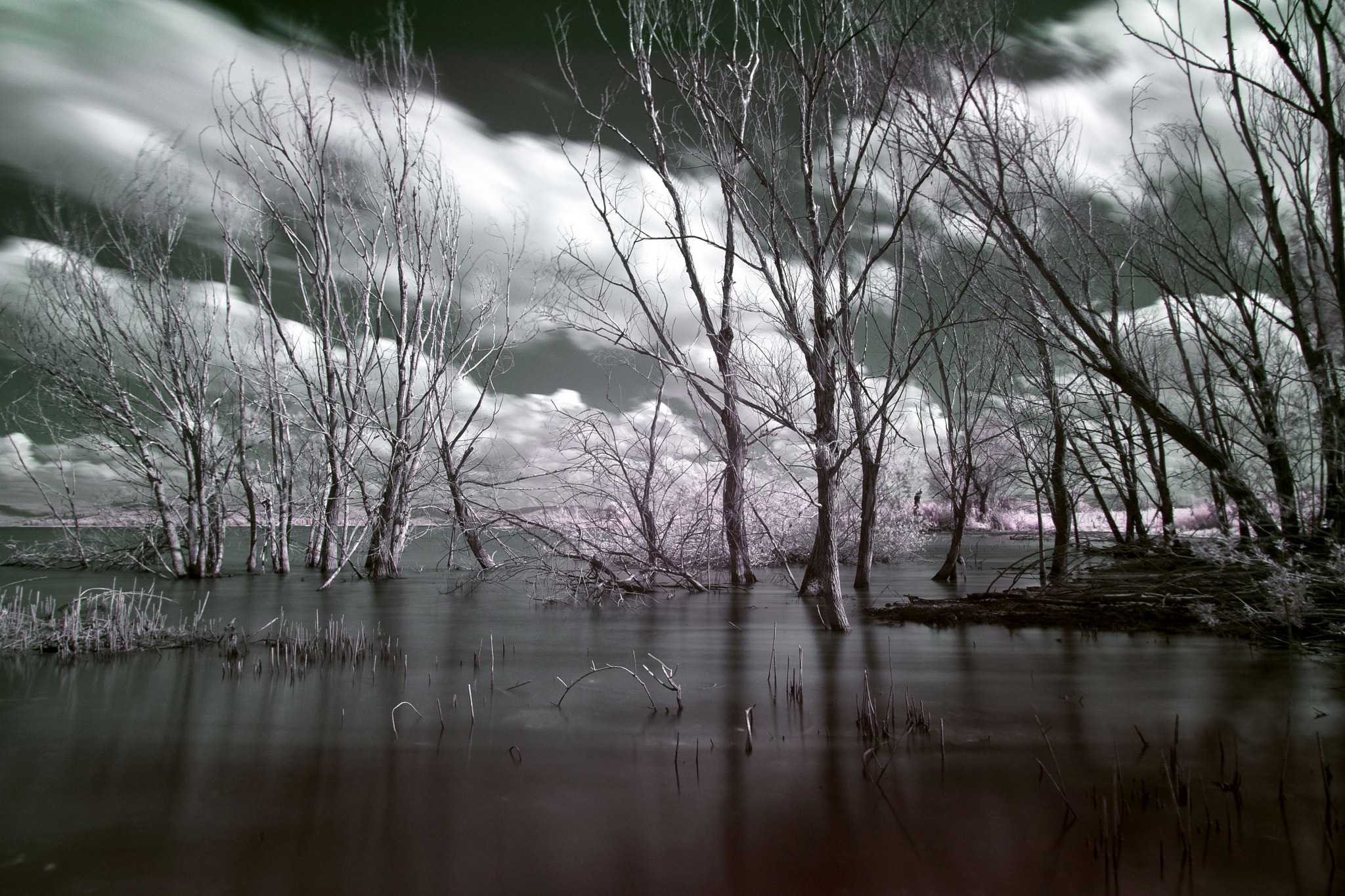 Pentax K-1 sample photo. Naked trees photography