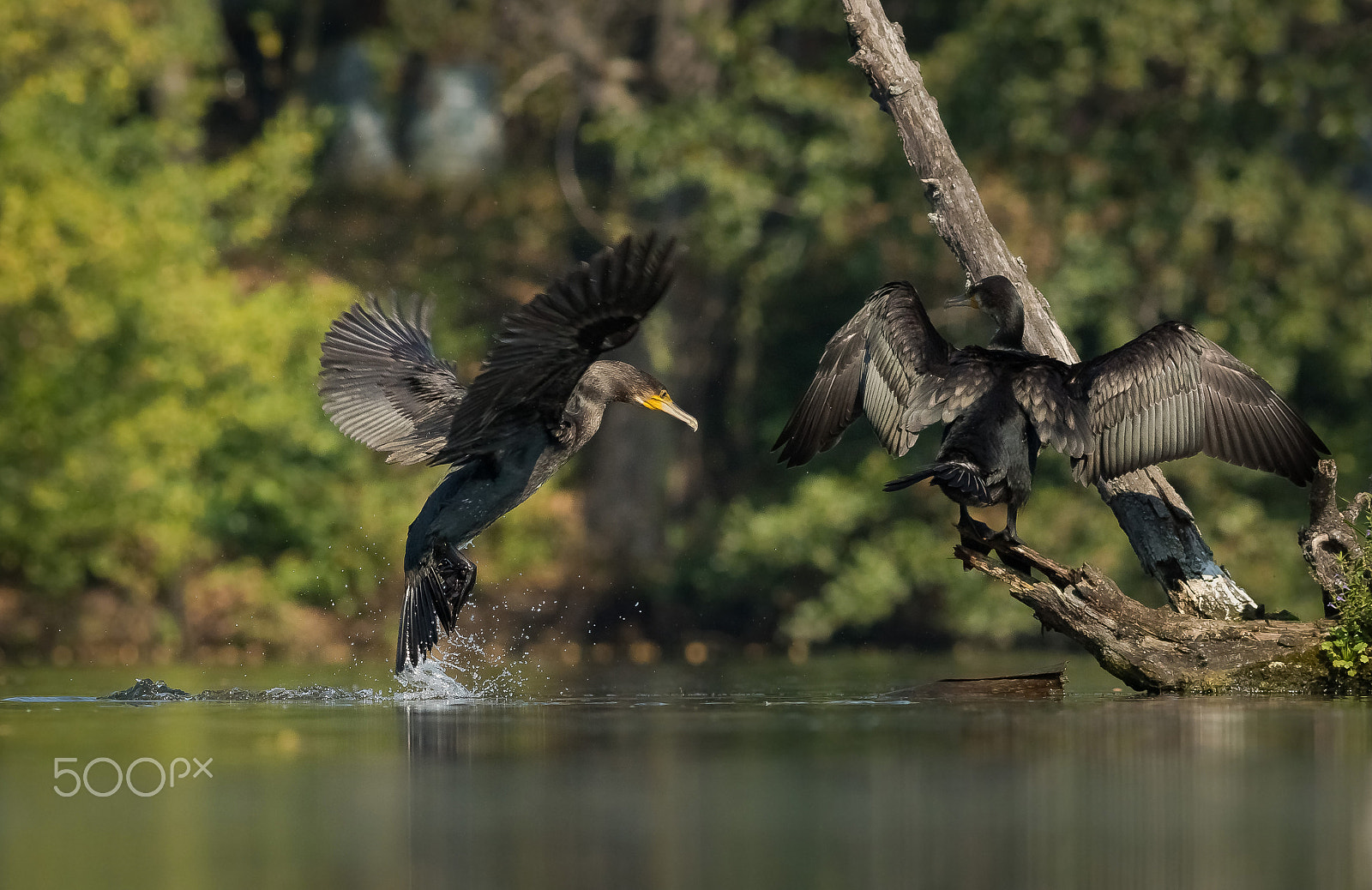 Canon EOS 760D (EOS Rebel T6s / EOS 8000D) + Canon EF 400mm F5.6L USM sample photo. Kormoráni photography