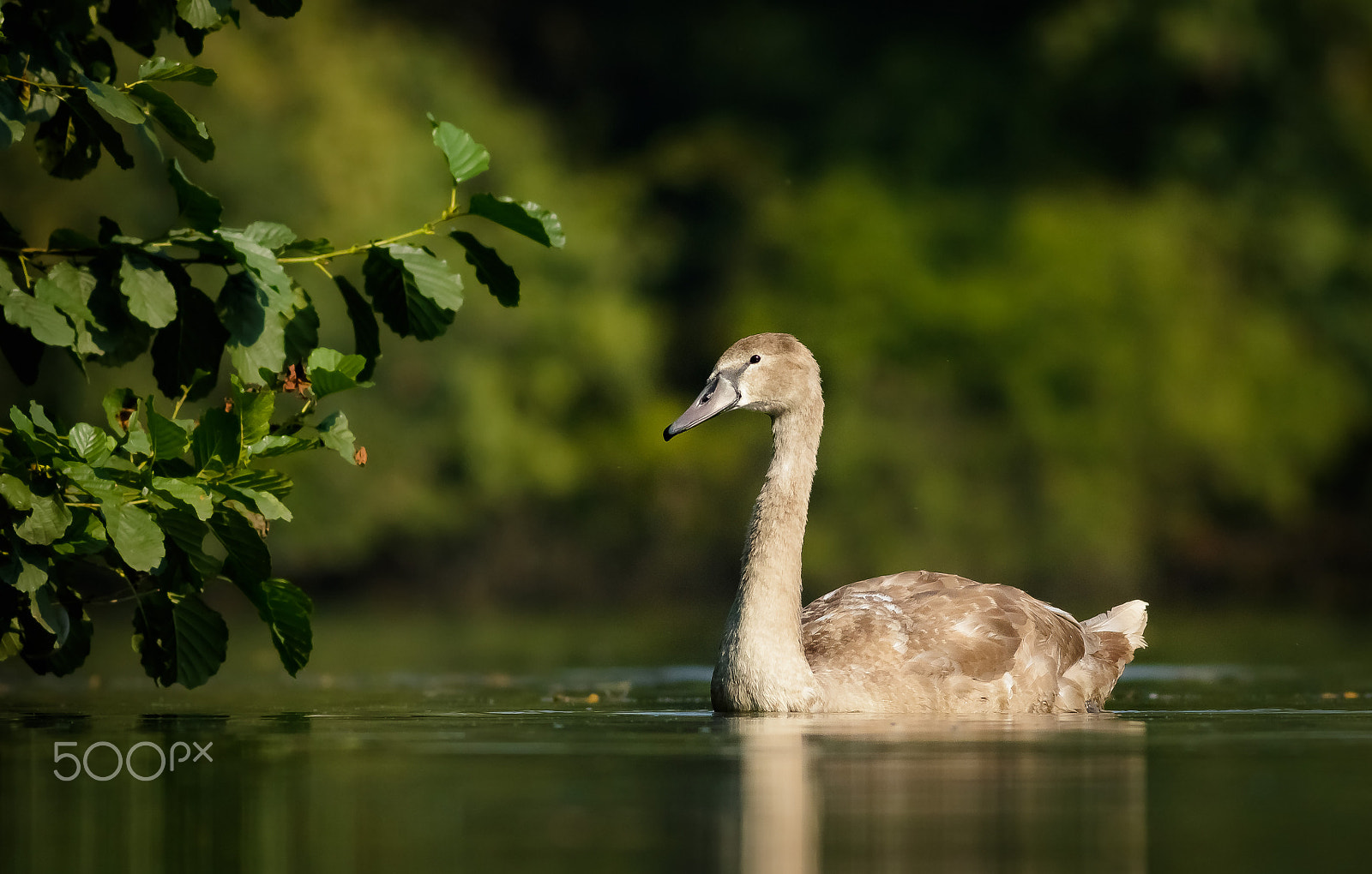 Canon EOS 760D (EOS Rebel T6s / EOS 8000D) + Canon EF 400mm F5.6L USM sample photo. Mladá labuť photography