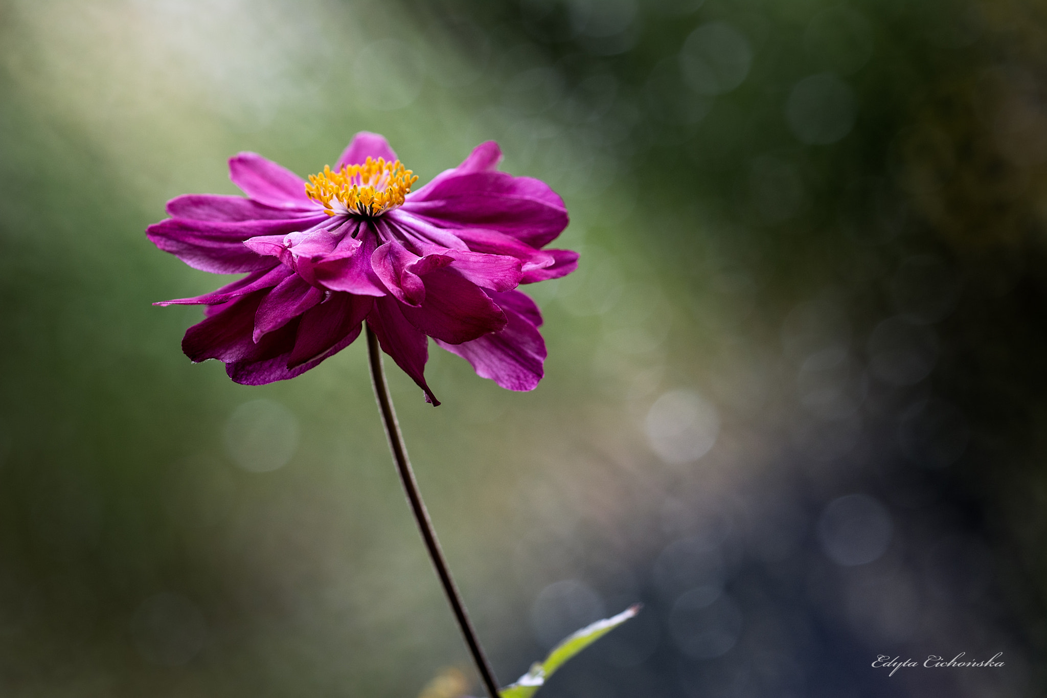 Sigma 150mm F2.8 EX DG Macro HSM sample photo. Anemone photography