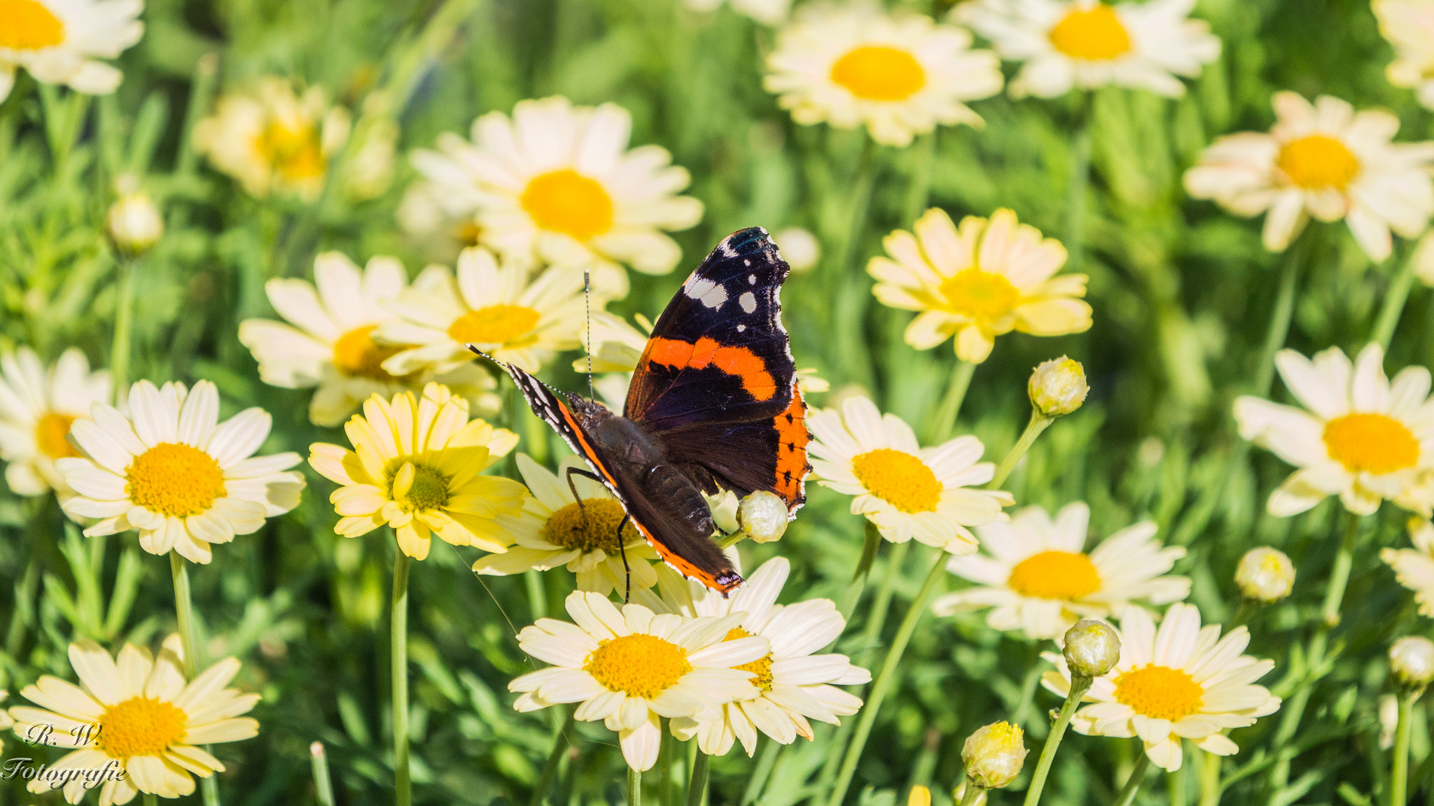 Panasonic Lumix DMC-GH3 + LEICA DG 100-400/F4.0-6.3 sample photo. Butterfly photography