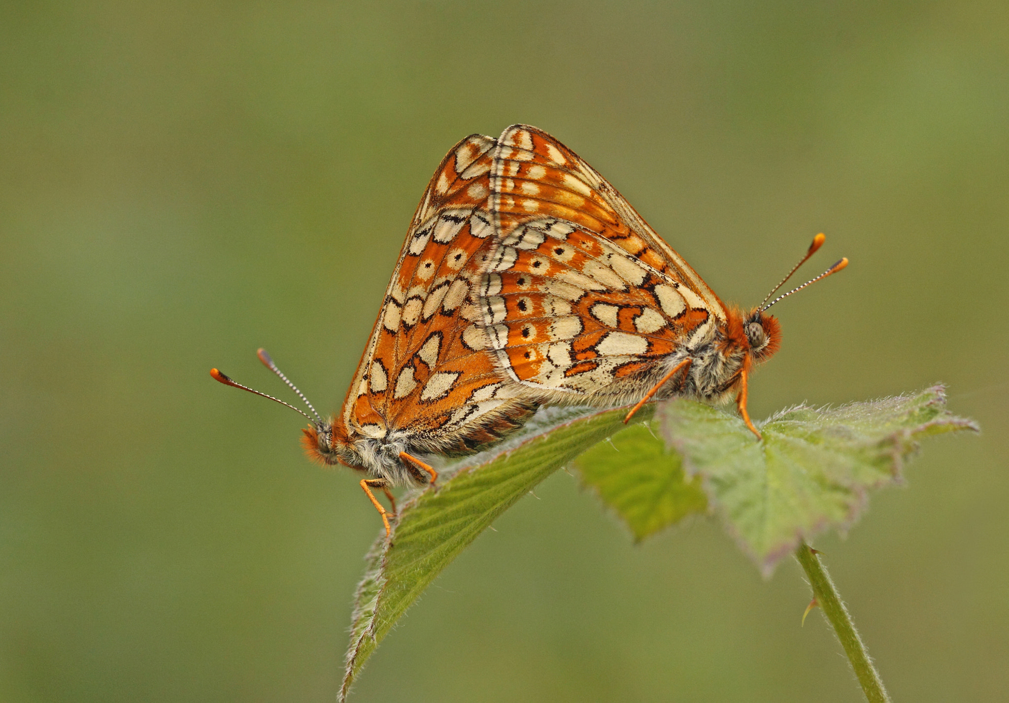 Canon EOS 50D + Canon EF 100mm F2.8L Macro IS USM sample photo. Marsh fritillaries photography