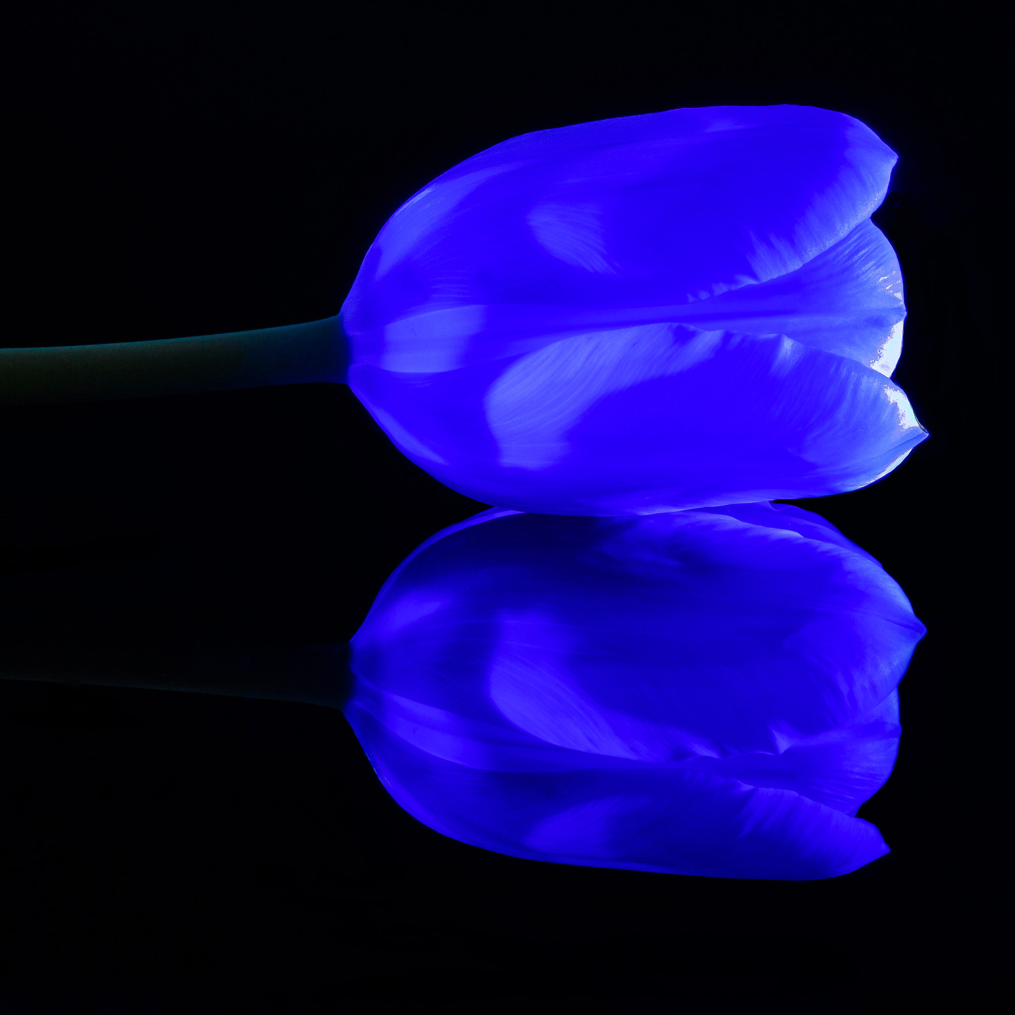 Sony SLT-A77 + Sigma 70mm F2.8 EX DG Macro sample photo. Blue photography