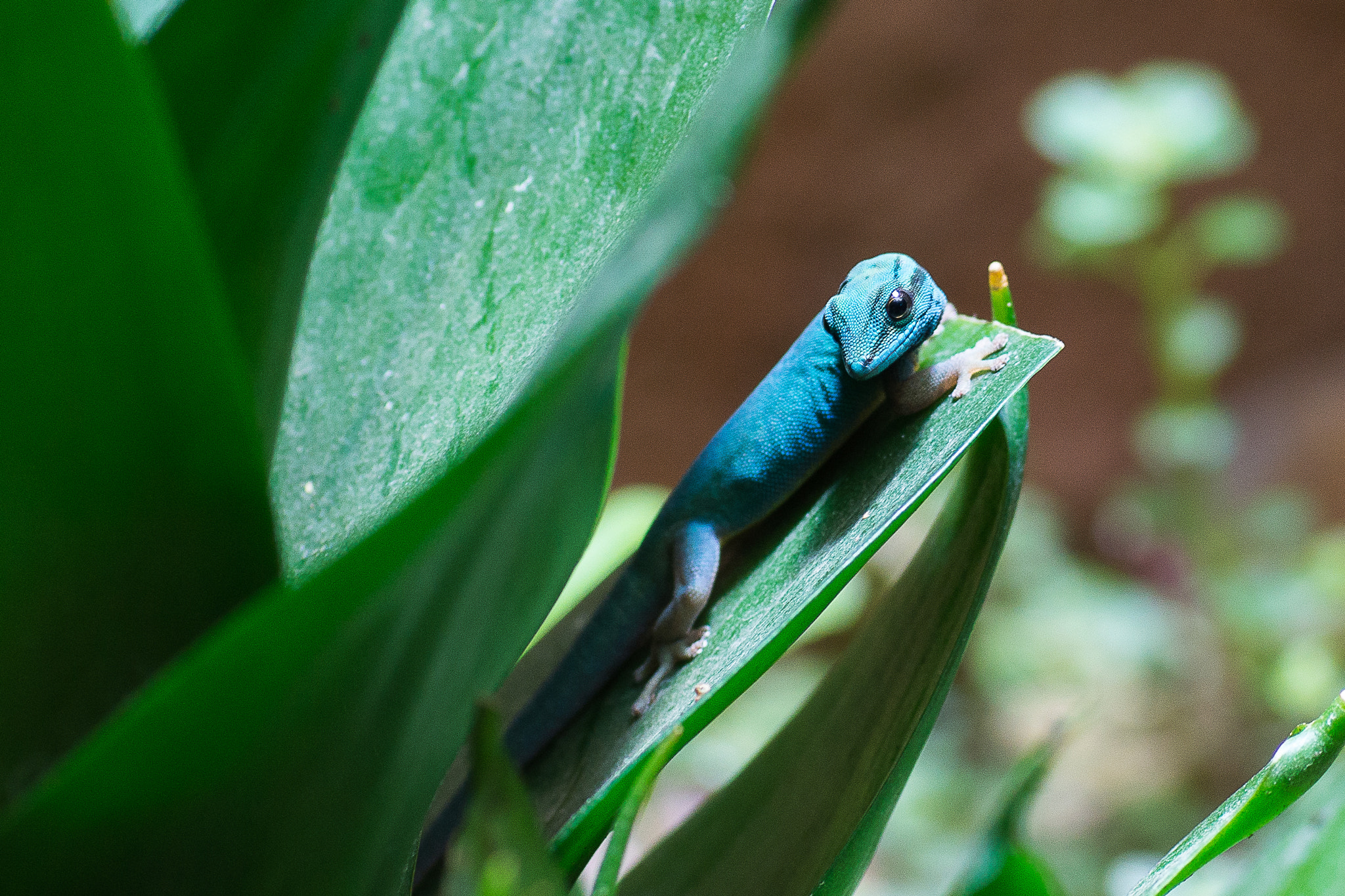 Sony SLT-A77 + Sigma 70mm F2.8 EX DG Macro sample photo. Gecko photography