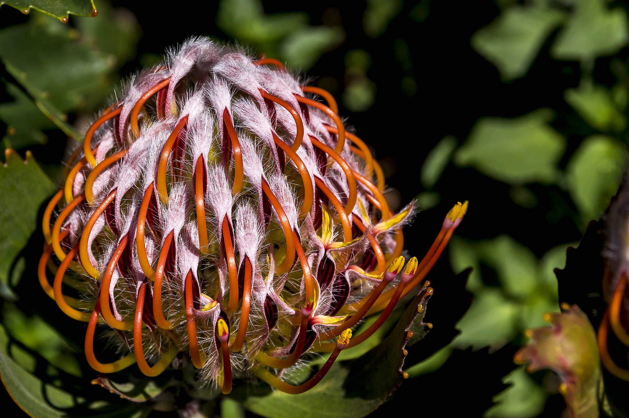 Sigma 17-70mm F2.8-4 DC Macro HSM | C sample photo. Kirstenbosch - south africa i photography