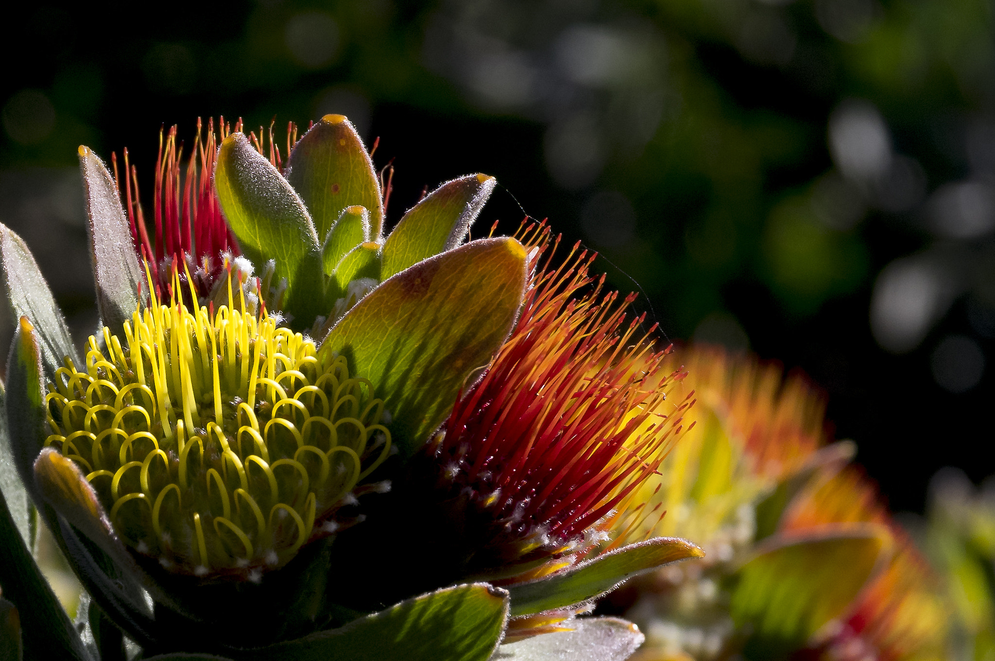 Sigma 17-70mm F2.8-4 DC Macro HSM | C sample photo. Kirstenbosch - south africa ii photography