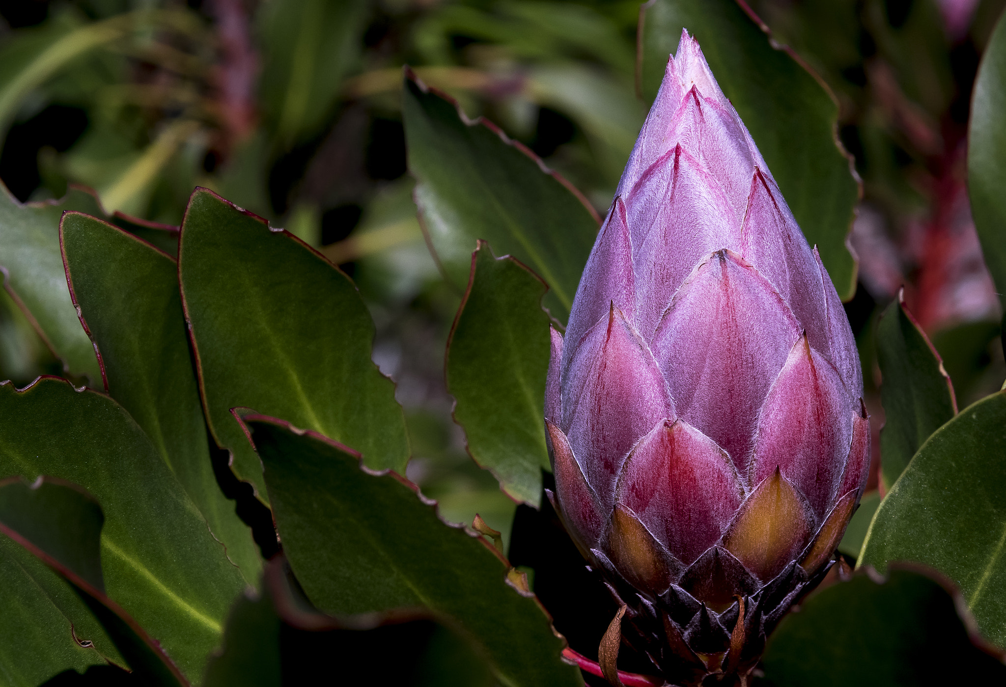 Sigma 17-70mm F2.8-4 DC Macro HSM | C sample photo. Kirstenbosch - south africa v photography
