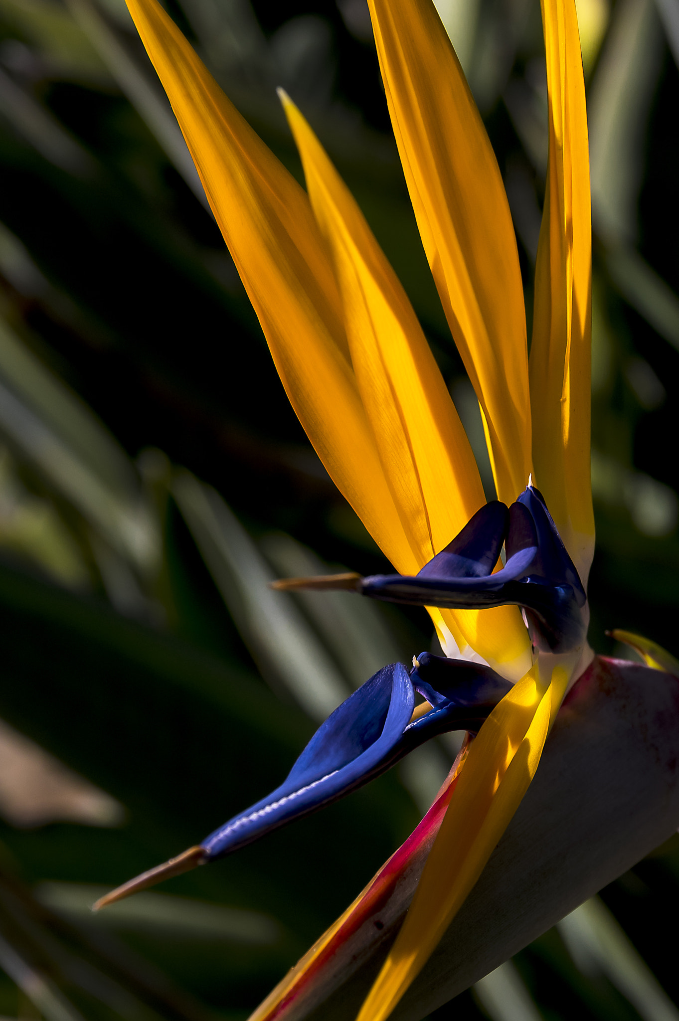 Sigma 17-70mm F2.8-4 DC Macro HSM | C sample photo. Kirstenbosch - south africa vi photography