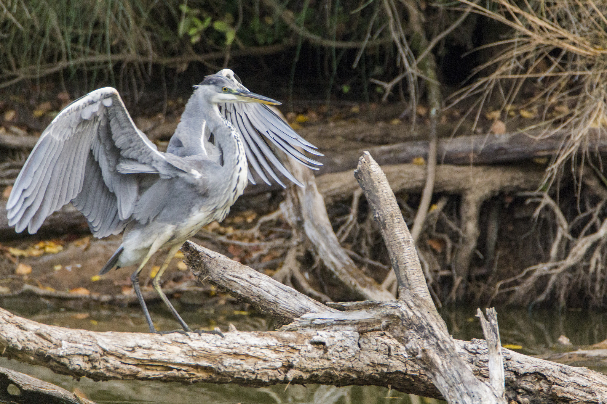 Tamron SP 150-600mm F5-6.3 Di VC USD sample photo. Gray heron photography