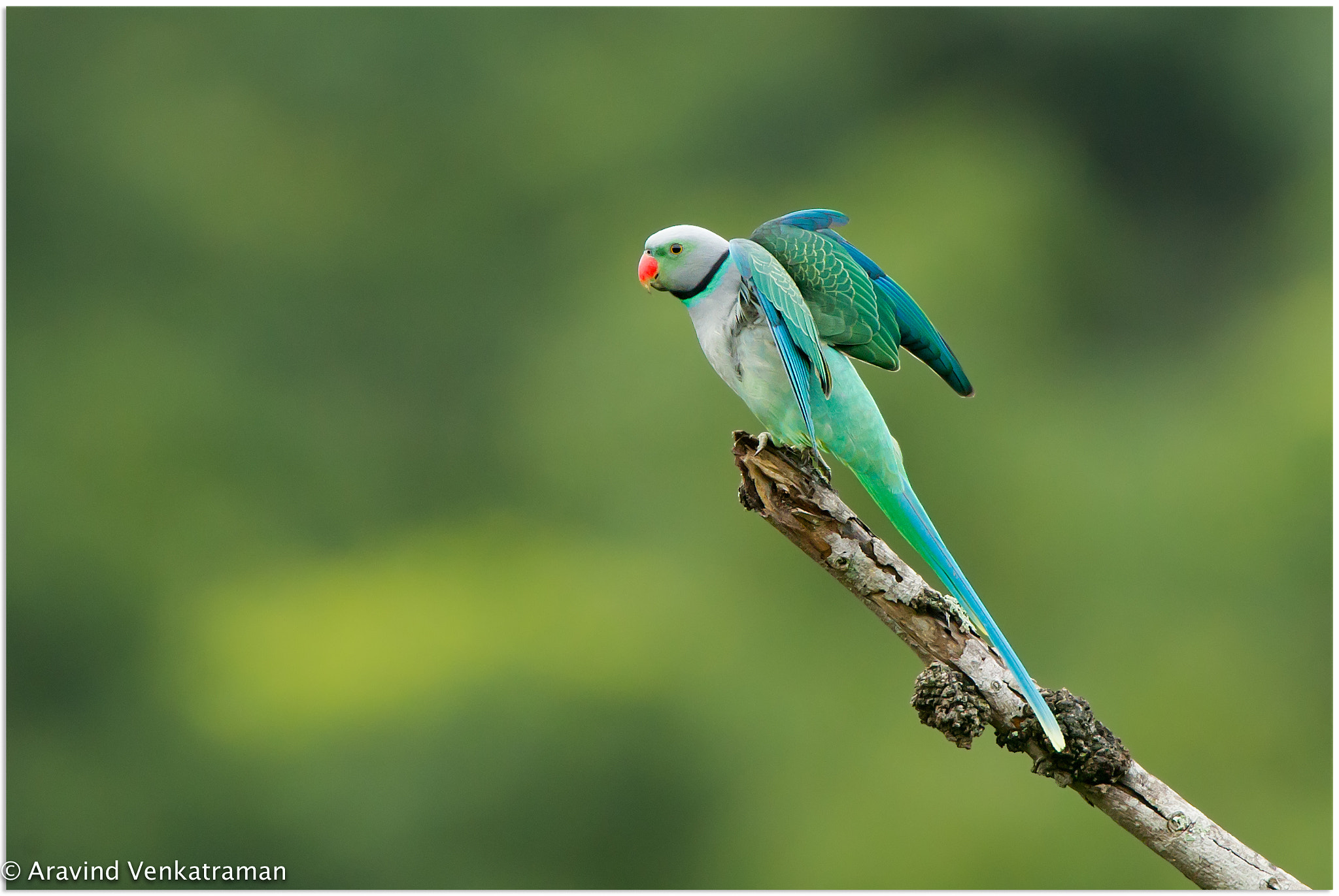 Canon EF 500mm F4L IS USM sample photo. Malabar parakeet photography
