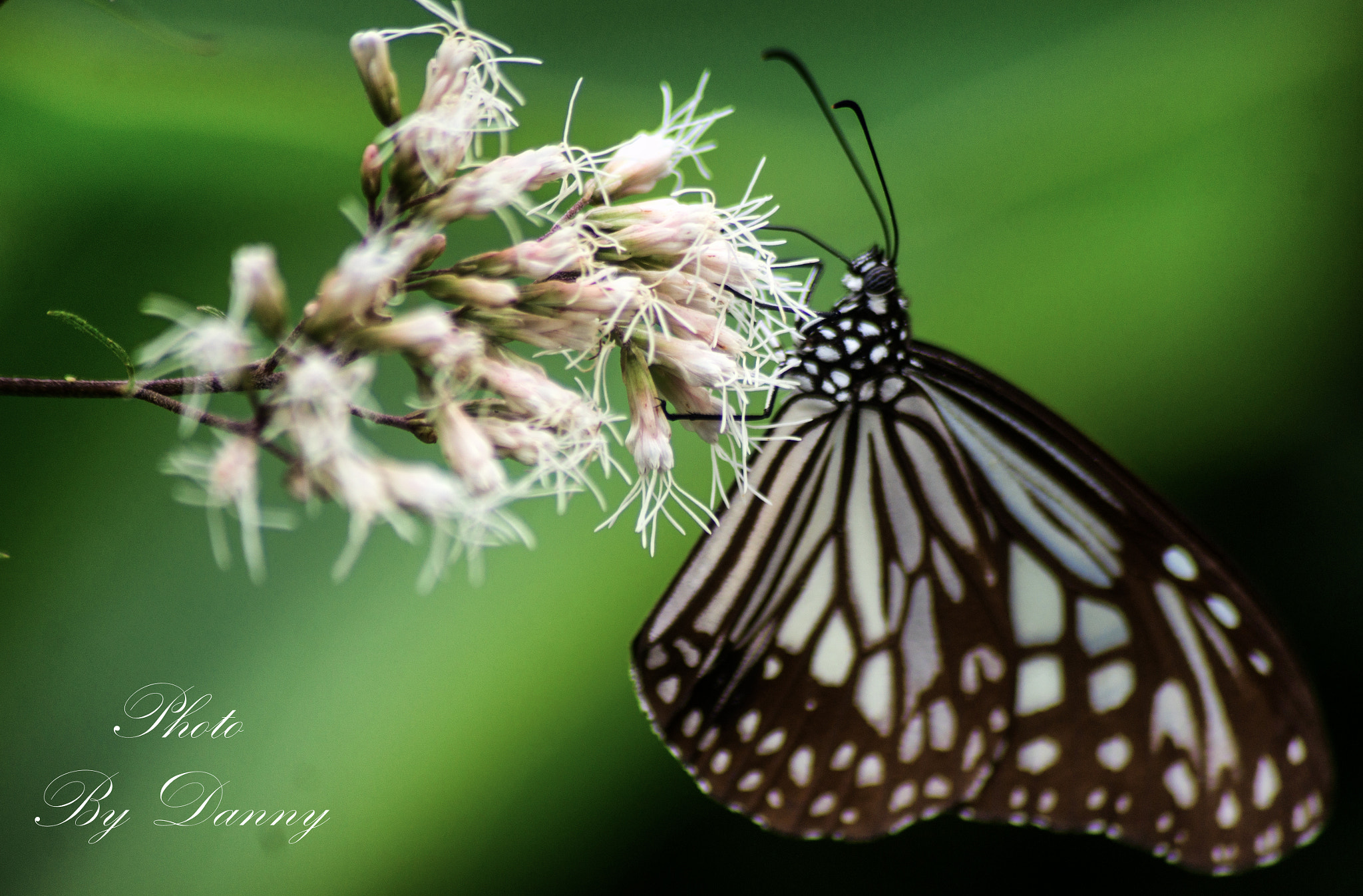 Sony 75-300mm F4.5-5.6 sample photo
