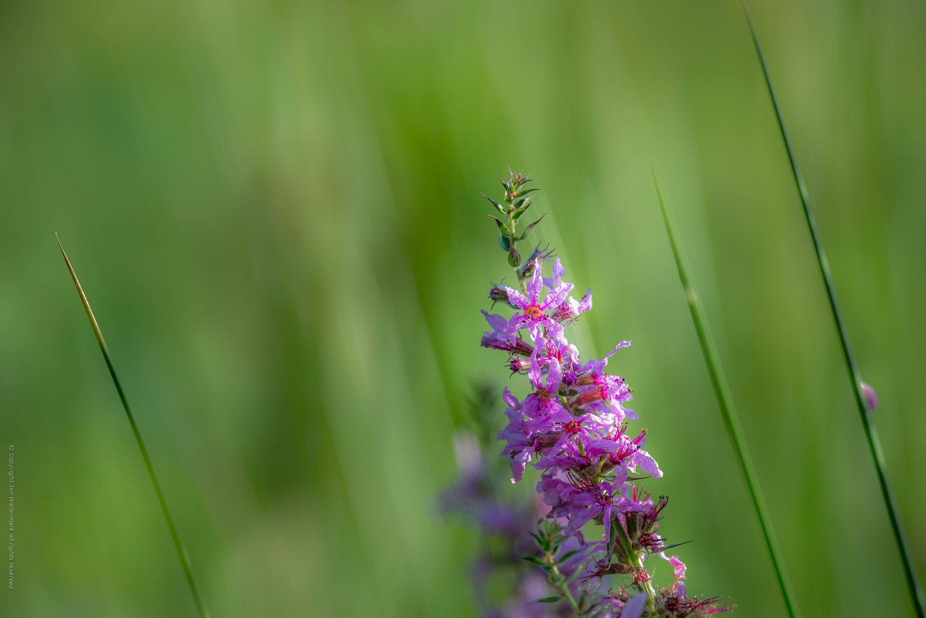 Nikon AF-S Nikkor 400mm F2.8E FL ED VR sample photo. Exploring the garden vll photography