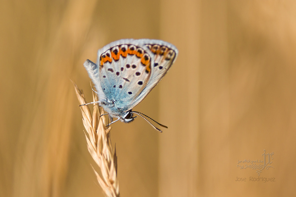 Canon EOS 7D Mark II + Canon EF 300mm F2.8L IS USM sample photo. Papillon_4a7a1615 photography