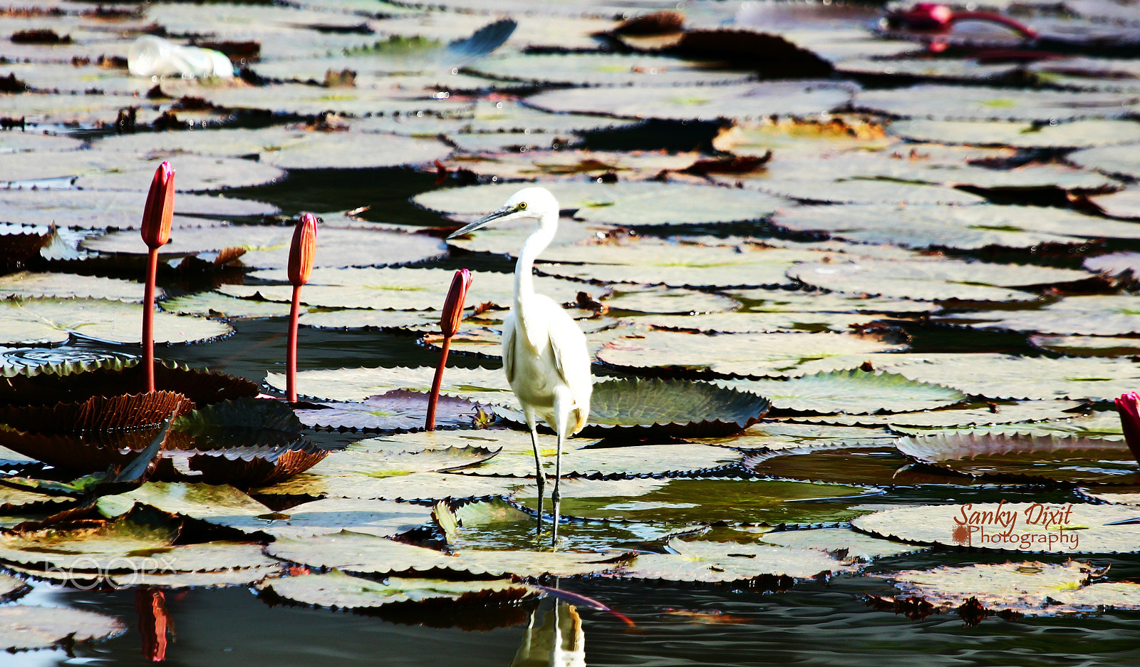 Canon EF 100-400mm F4.5-5.6L IS USM sample photo. In habitat photography