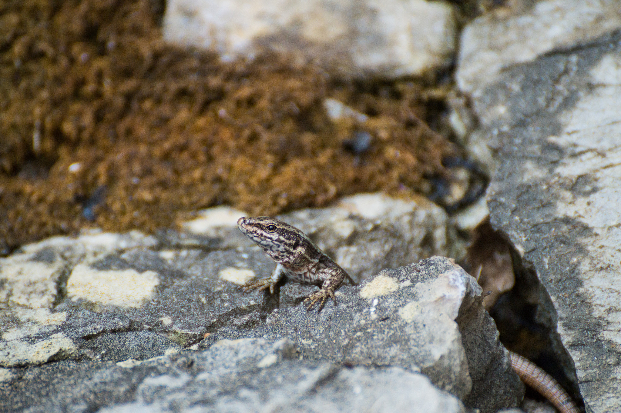 Tamron SP 70-300mm F4-5.6 Di USD sample photo. Lizard photography