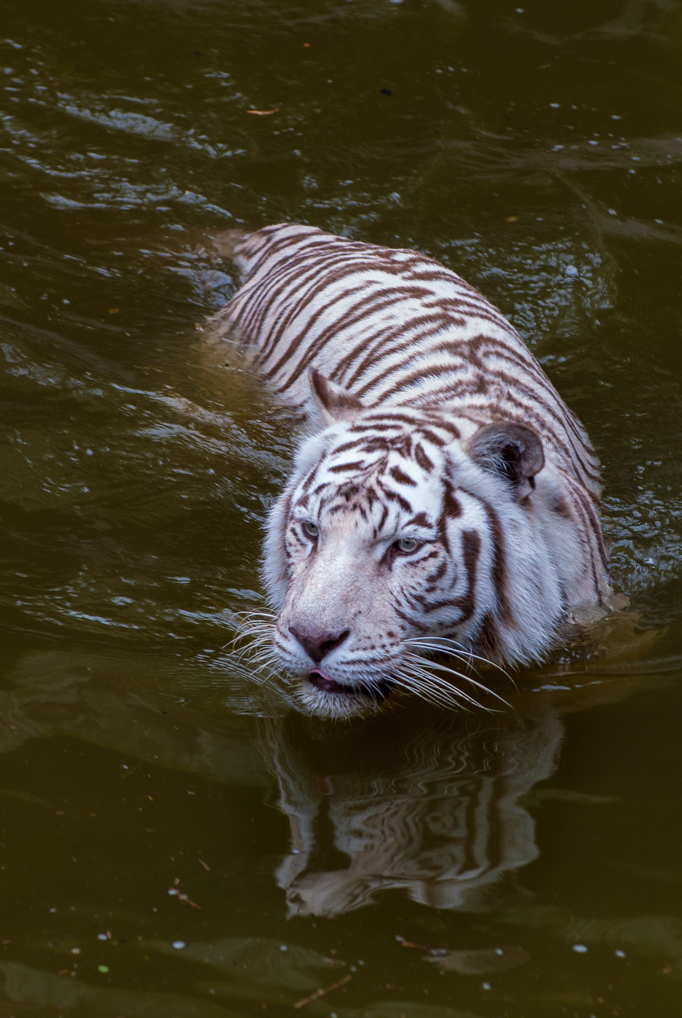 Nikon D200 sample photo. Tiger photography