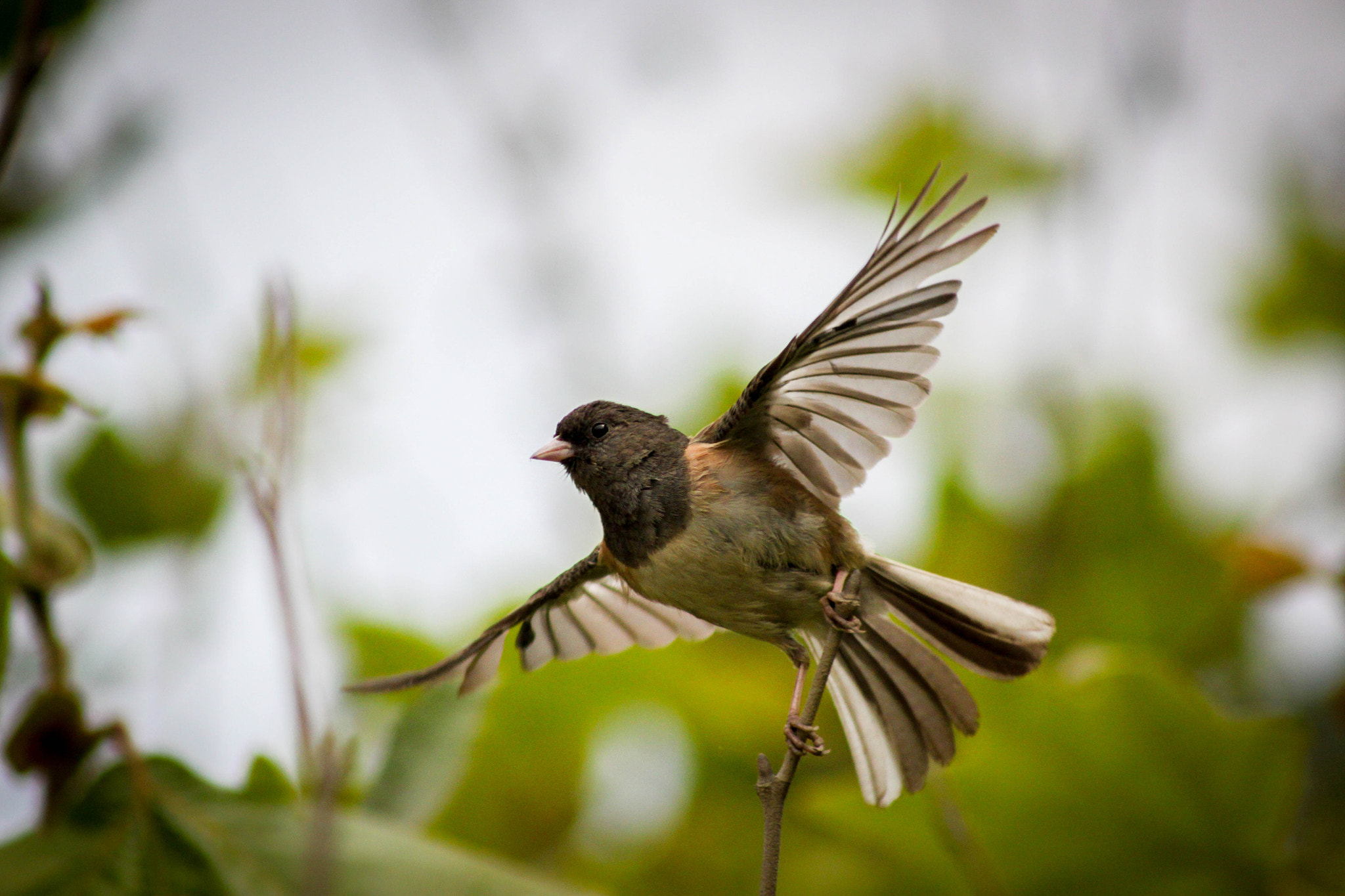 Canon EOS 500D (EOS Rebel T1i / EOS Kiss X3) + EF75-300mm f/4-5.6 sample photo. Dark eyes junco oregon photography