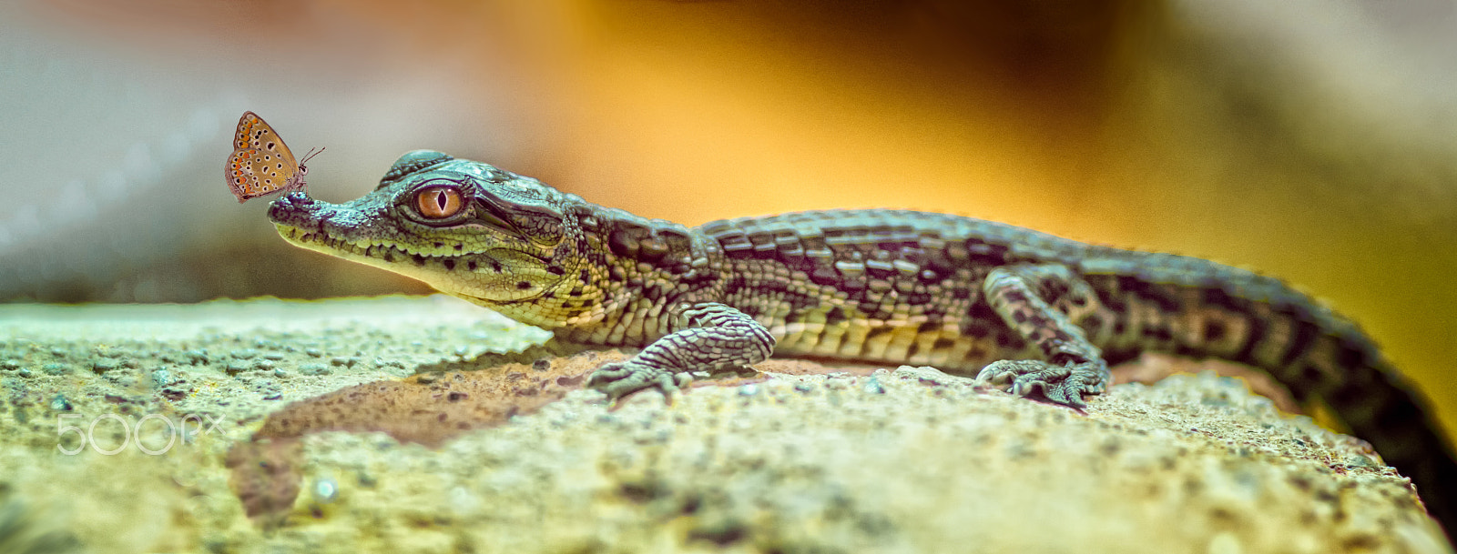 Nikon D7100 + Sigma 85mm F1.4 EX DG HSM sample photo. Croc and friend photography