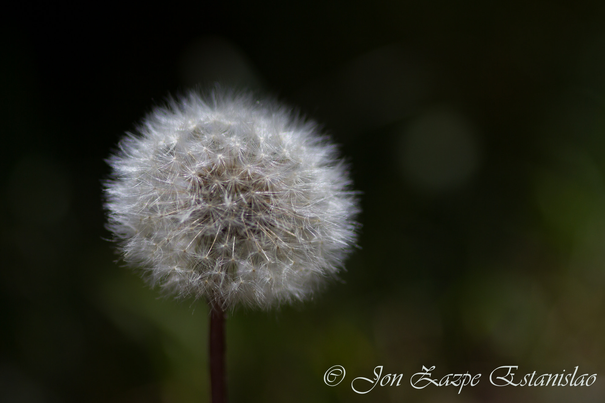 Canon EOS 7D + Sigma 105mm F2.8 EX DG Macro sample photo. Dandelion photography