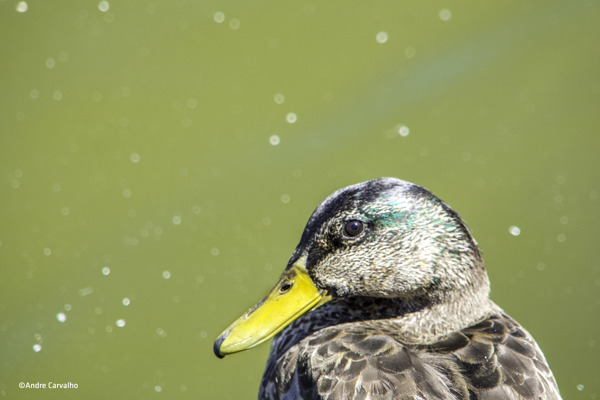 Sony Alpha NEX-7 + 24-240mm F3.5-6.3 OSS sample photo. Duck photography