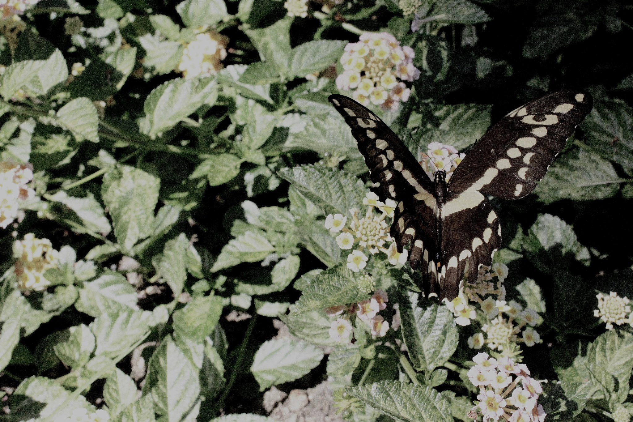 Canon EF 40mm F2.8 STM sample photo. Flutter photography