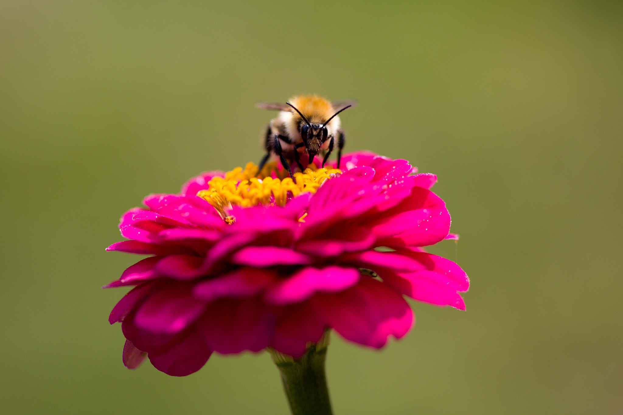 Canon EOS 6D + Canon EF 100mm F2.8 Macro USM sample photo. What? photography