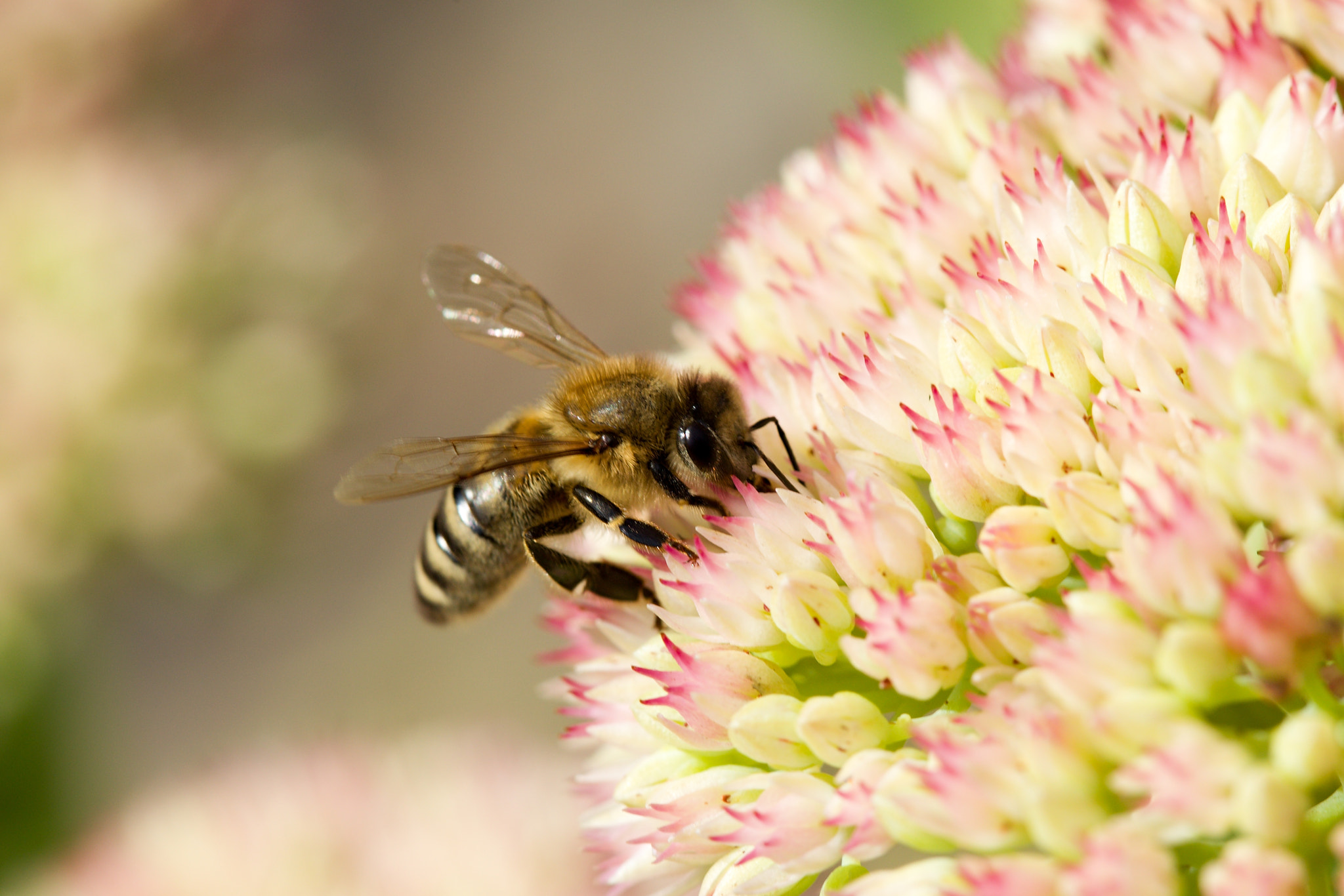 Canon EOS 6D + Canon EF 100mm F2.8 Macro USM sample photo. Bee at work photography