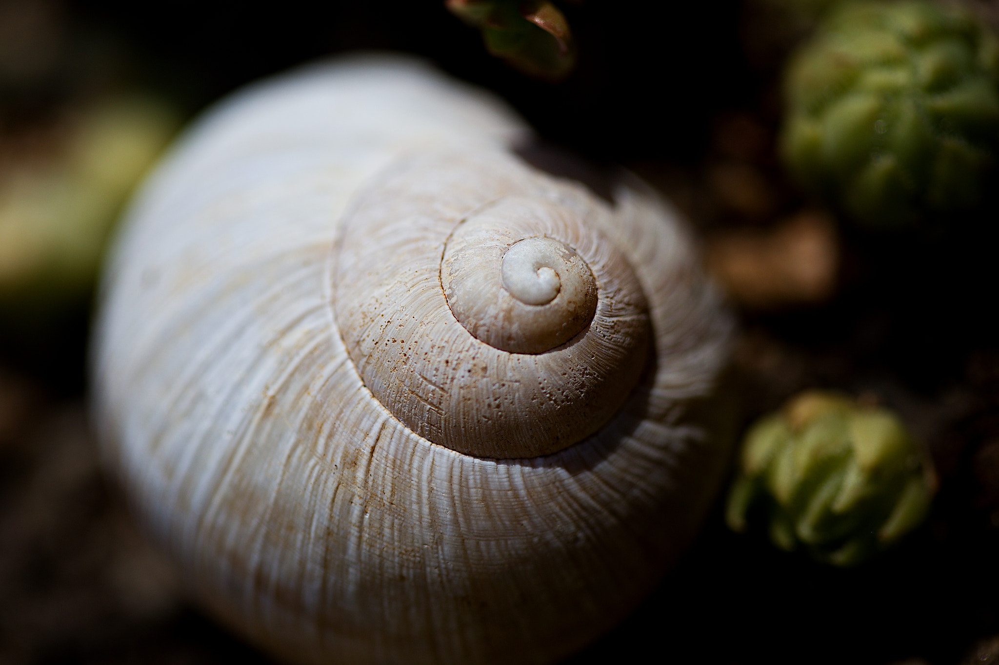 Canon EOS 6D + Canon EF 100mm F2.8 Macro USM sample photo. Spiral photography