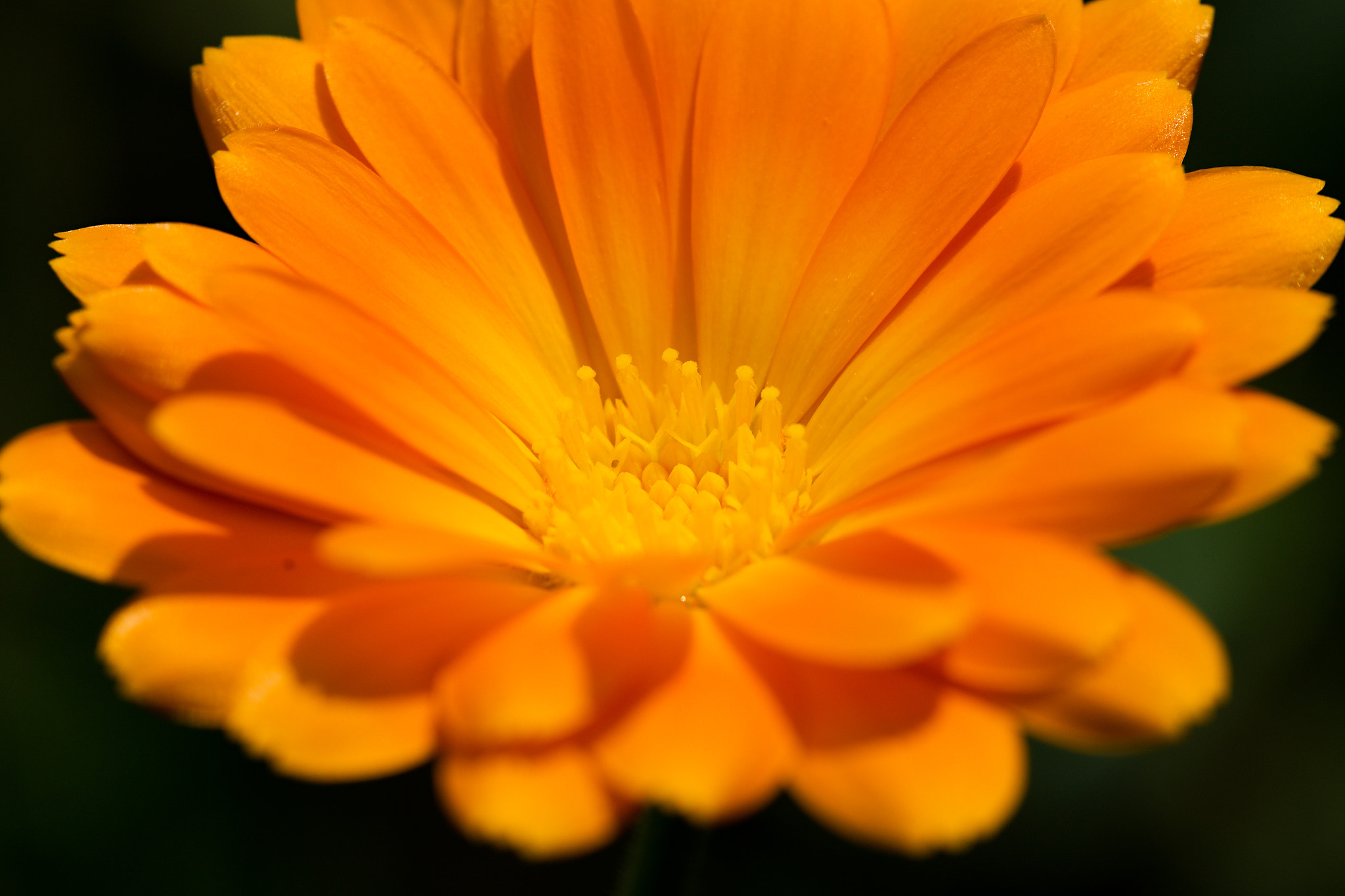 Canon EOS 6D + Canon EF 100mm F2.8 Macro USM sample photo. Marigold photography