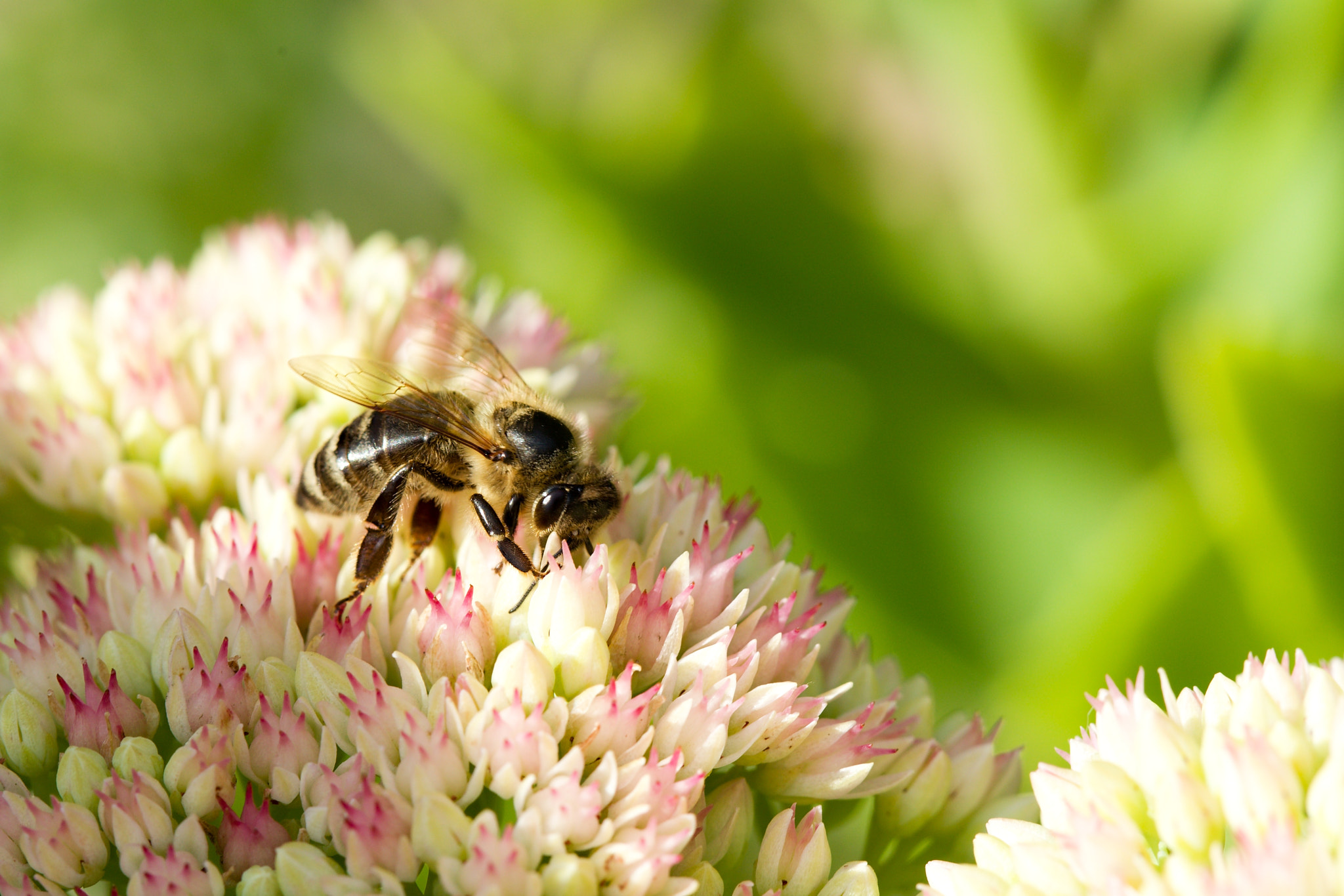 Canon EOS 6D + Canon EF 100mm F2.8 Macro USM sample photo. Bee photography