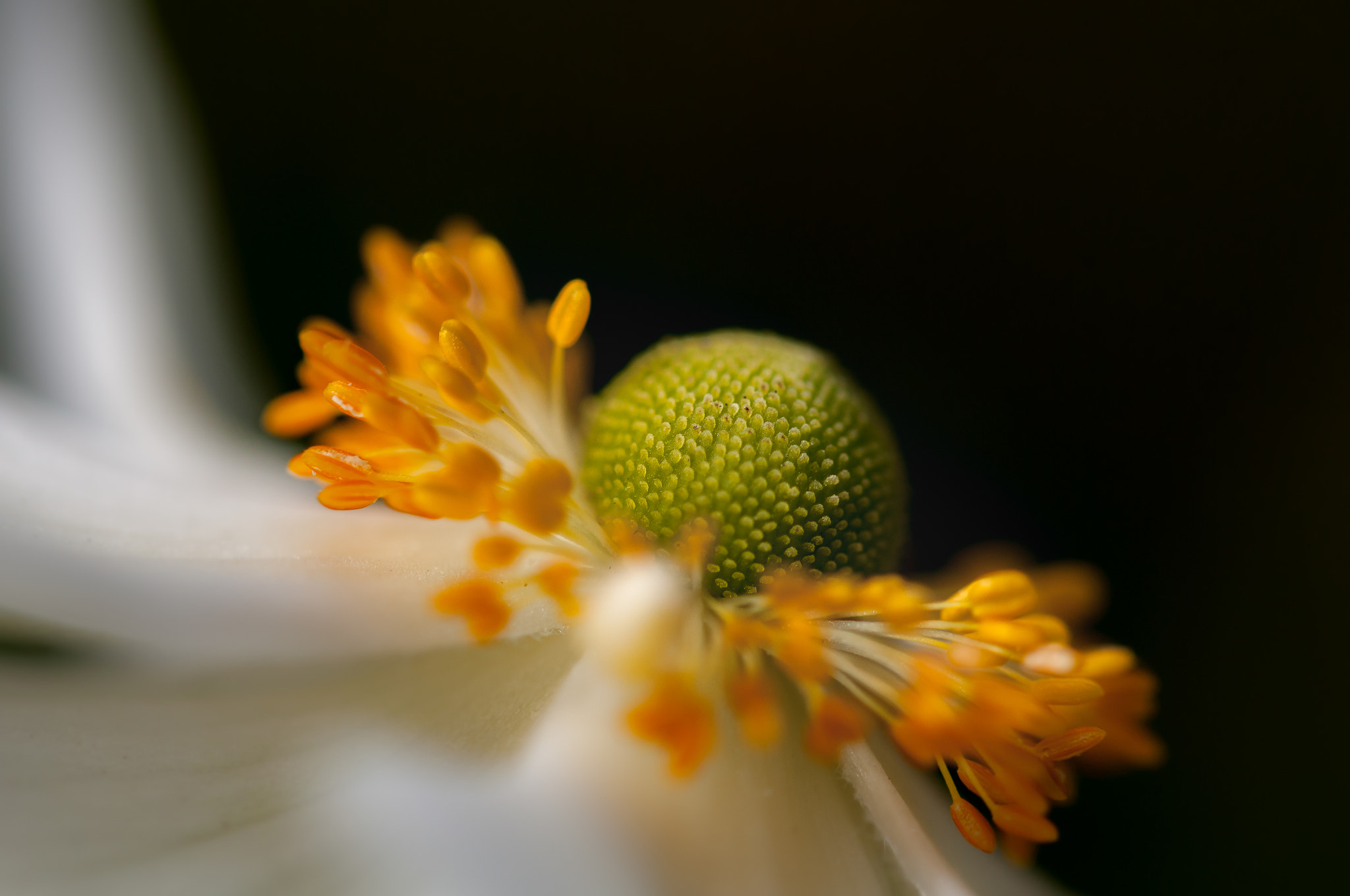 Sigma 105mm F2.8 EX DG OS HSM sample photo. Anemone photography